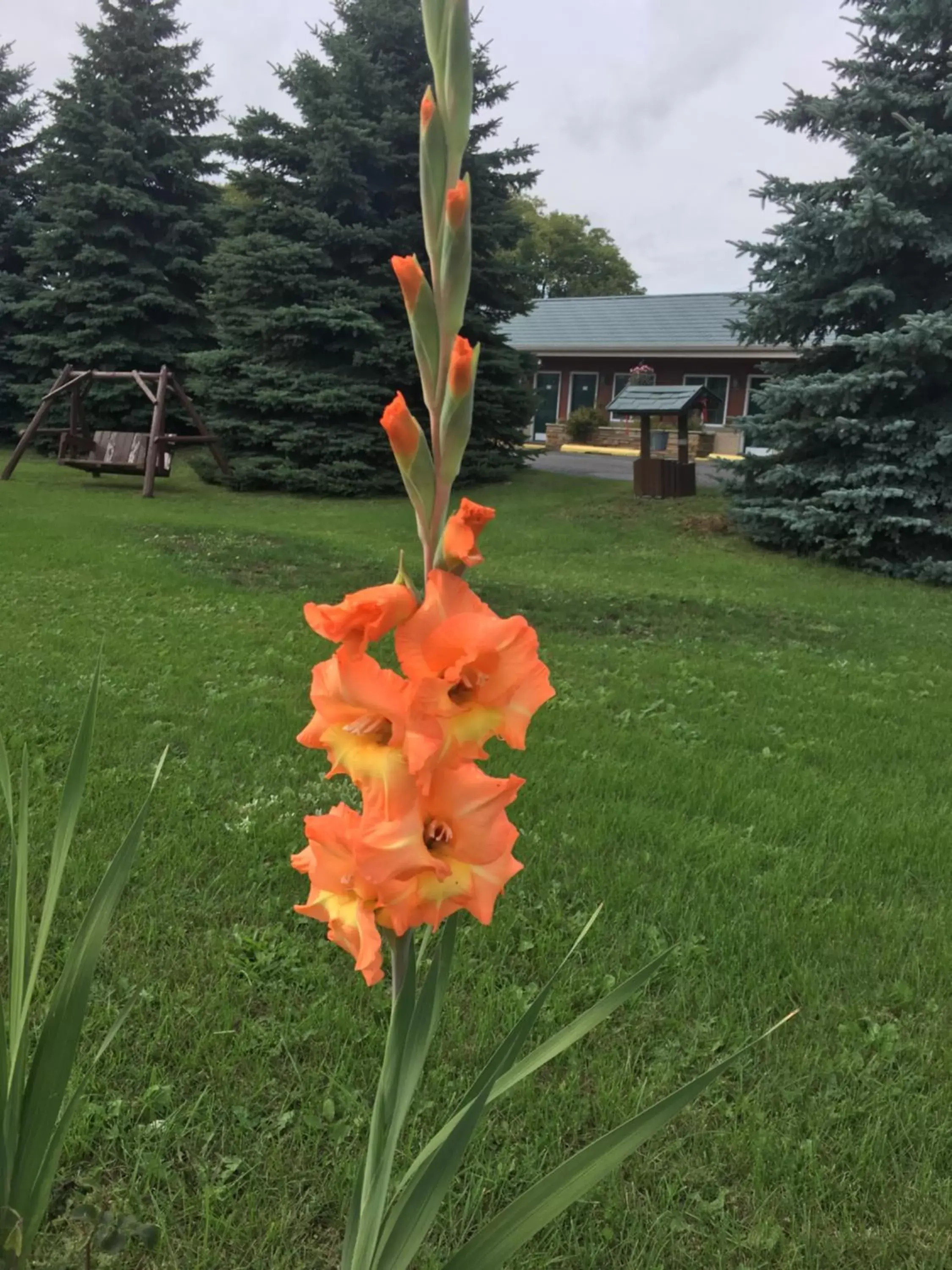 Garden in Big Bear Lodge