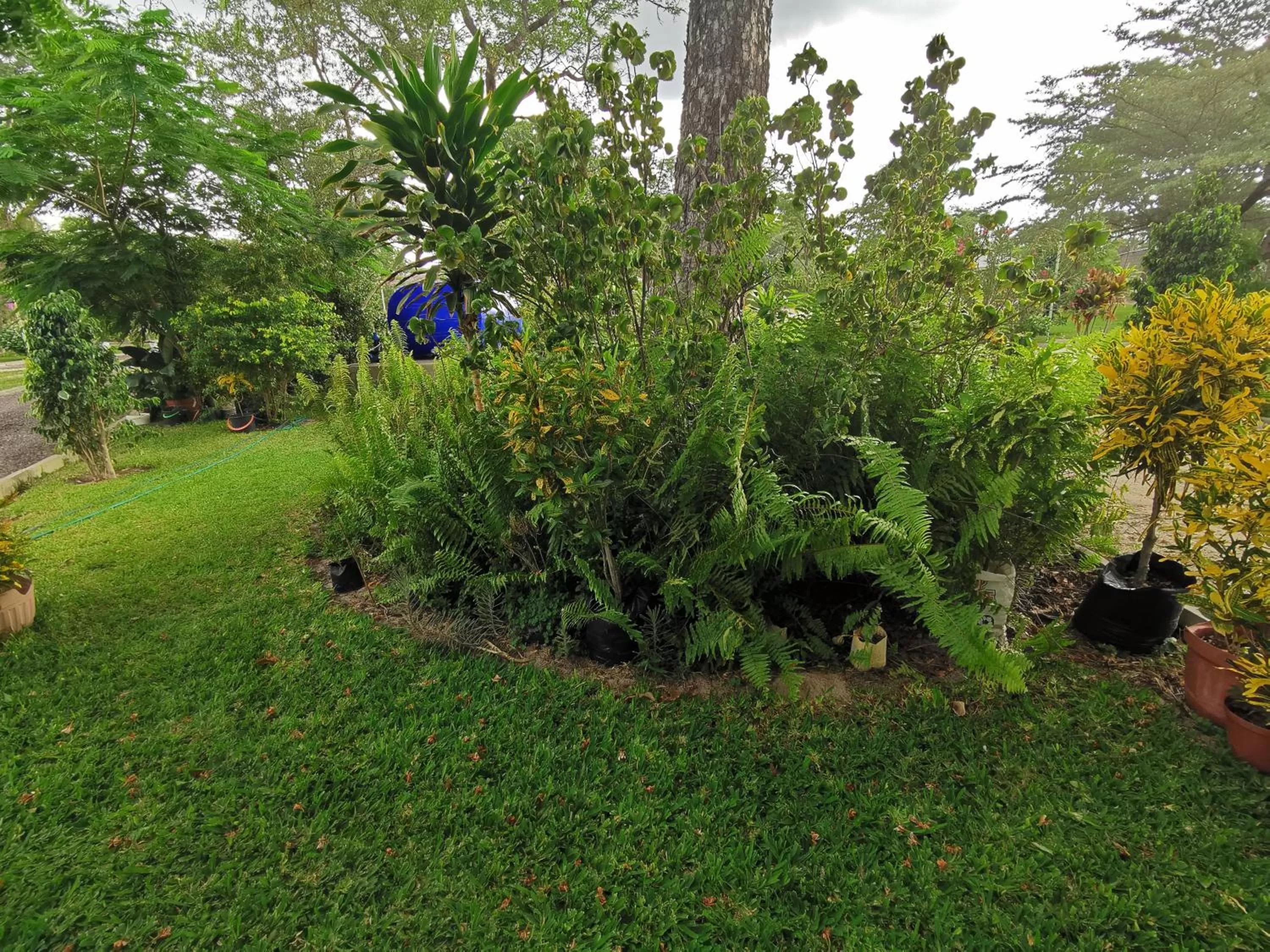 Garden in Happy Forest B&B