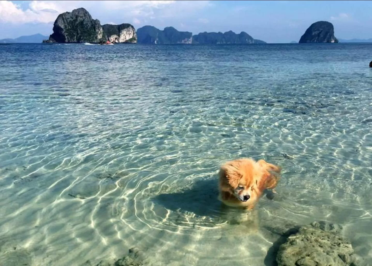 Pets in Thanya Beach Resort - SHA Plus