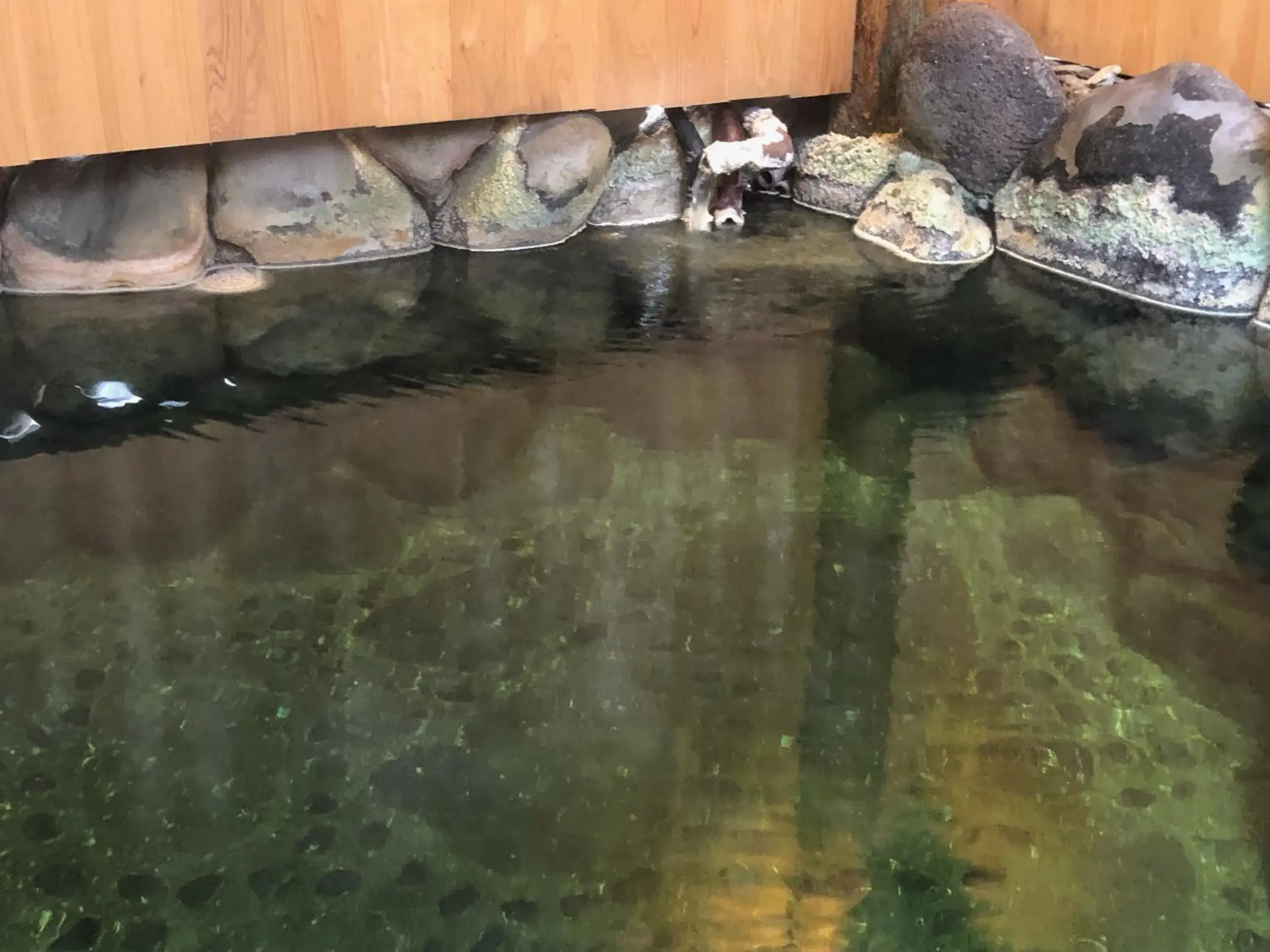 Hot Spring Bath, Other Animals in Hatago Nagomi Hot Spring Hotel
