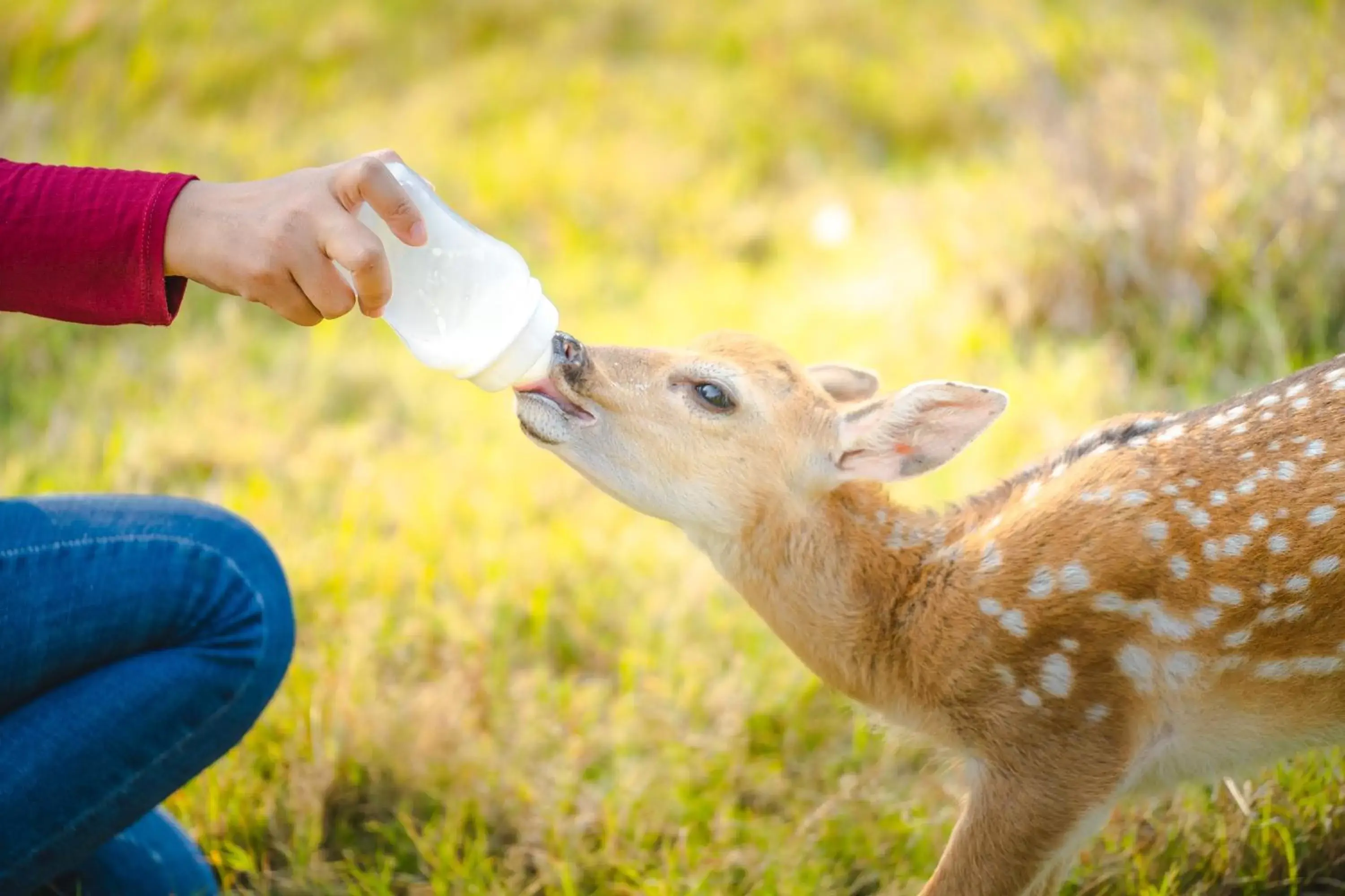 Natural landscape, Other Animals in Katiliya Mountain Resort And Spa