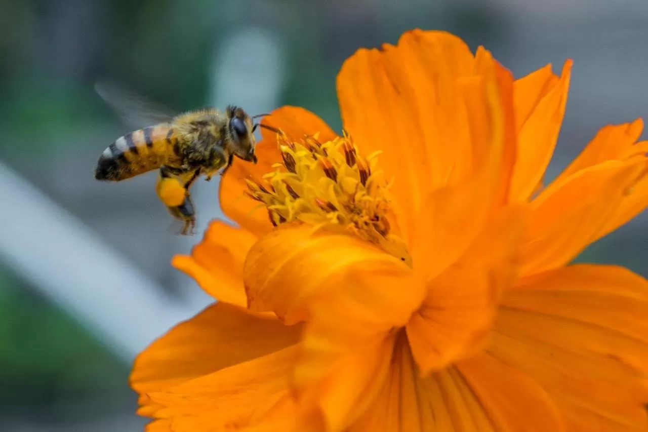 Garden in Cinco Hotel B&B