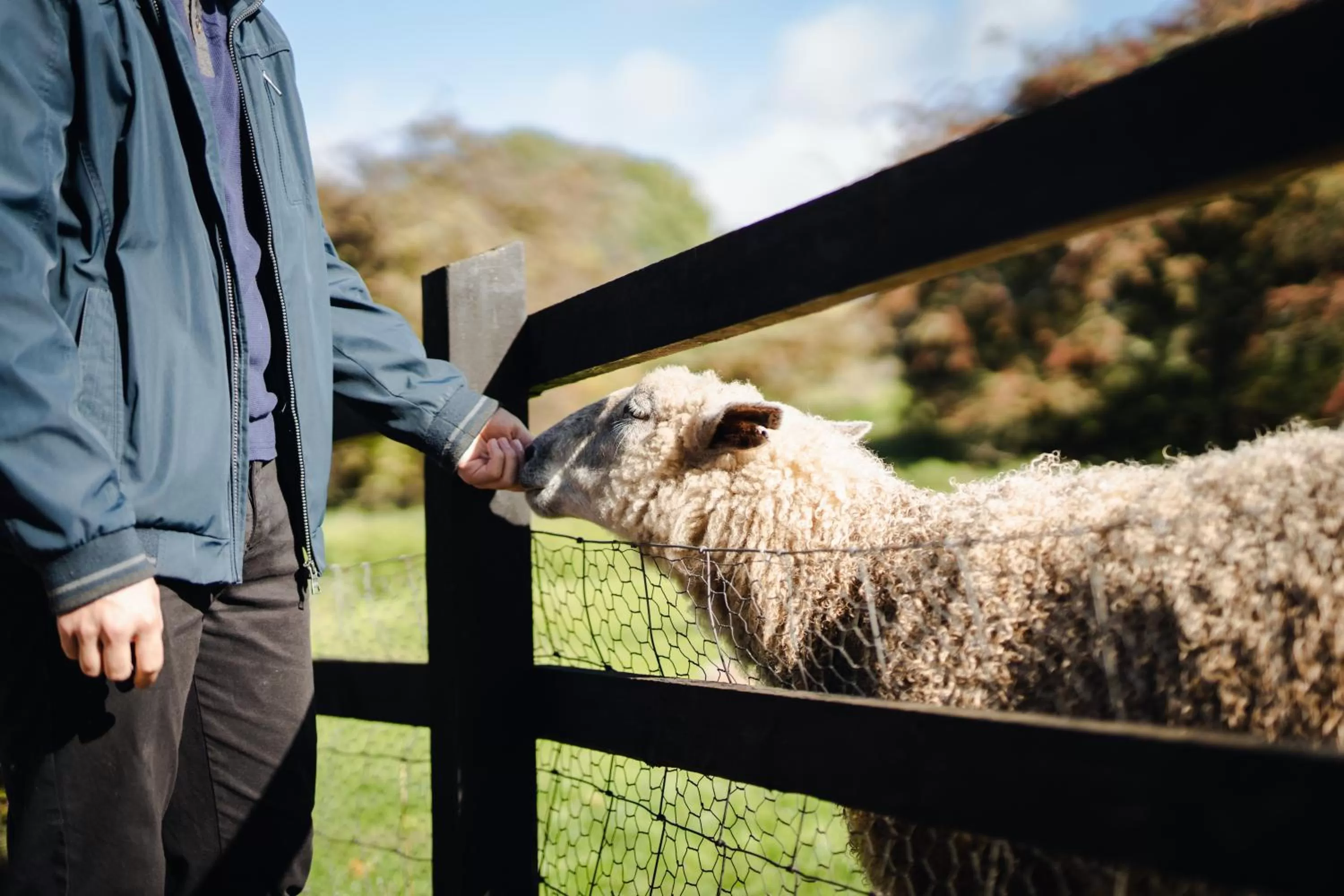 Day, Pets in Hovell Hall Country Bed and Breakfast