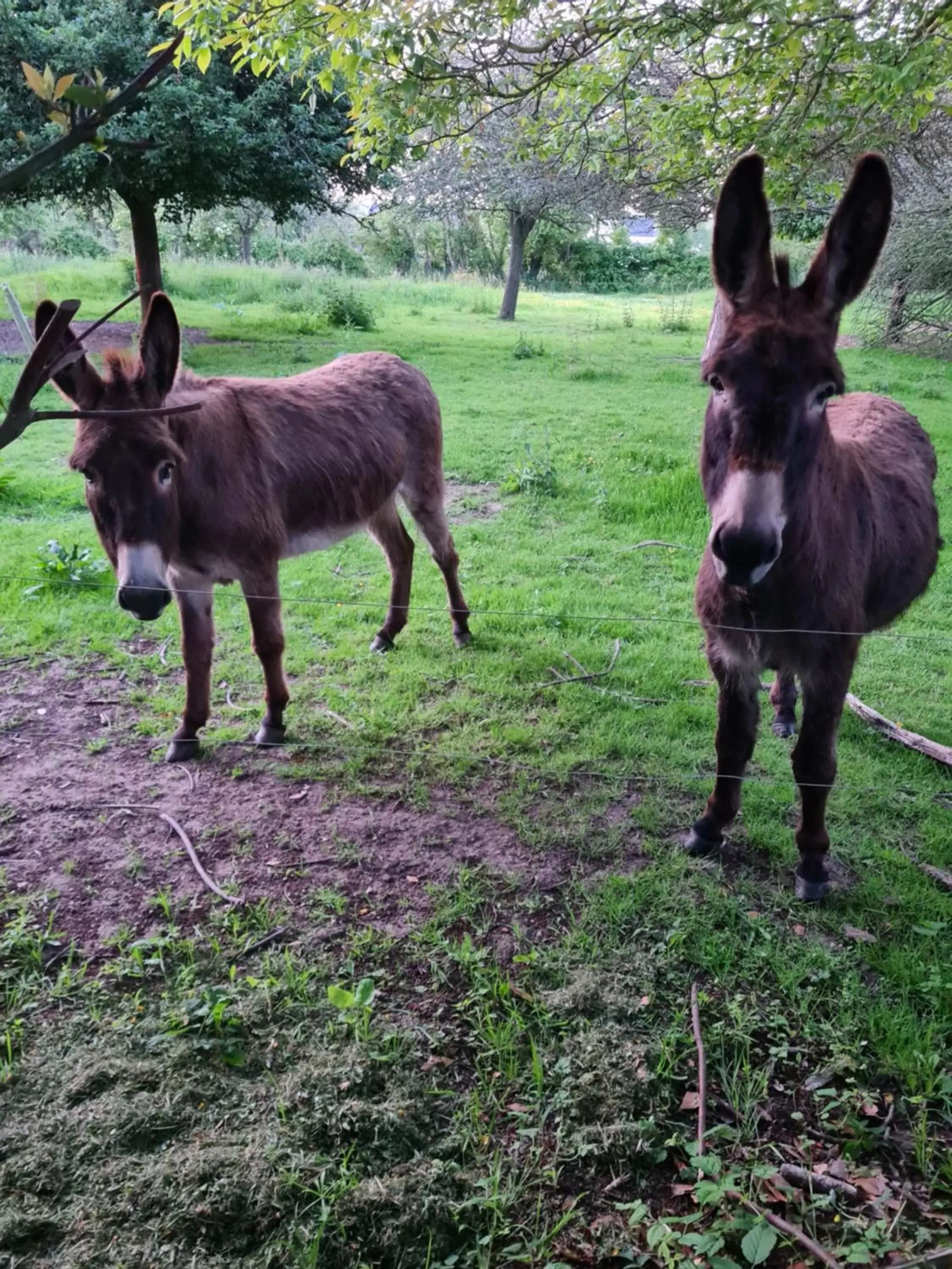 Other Animals in Domaine De La Cour Vautier