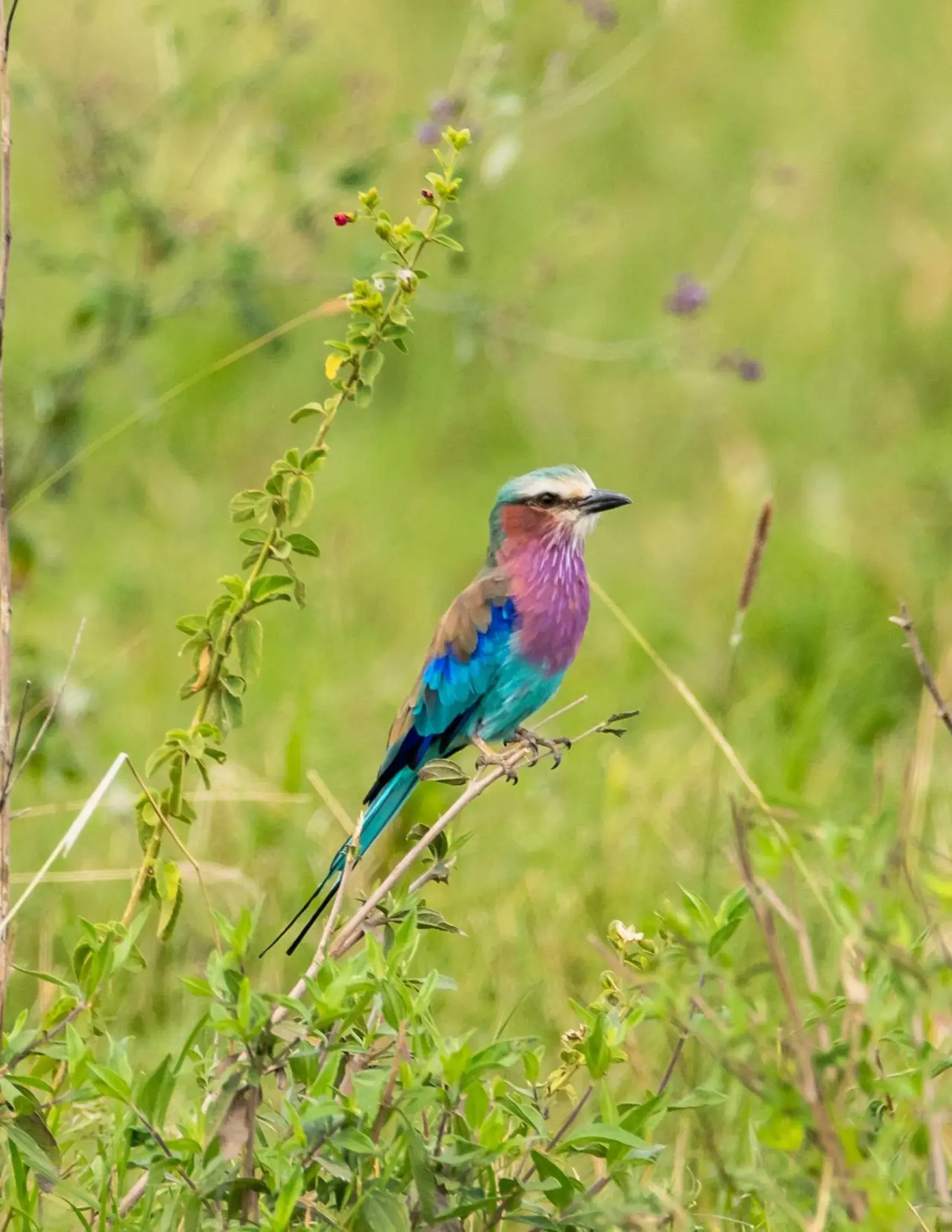 Activities, Other Animals in Ngorongoro Lodge member of Melia Collection