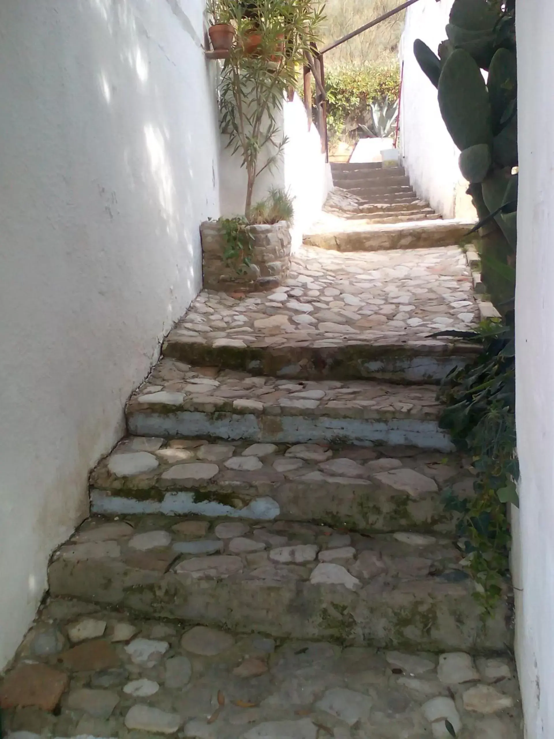 Garden view in Casa La Rosa