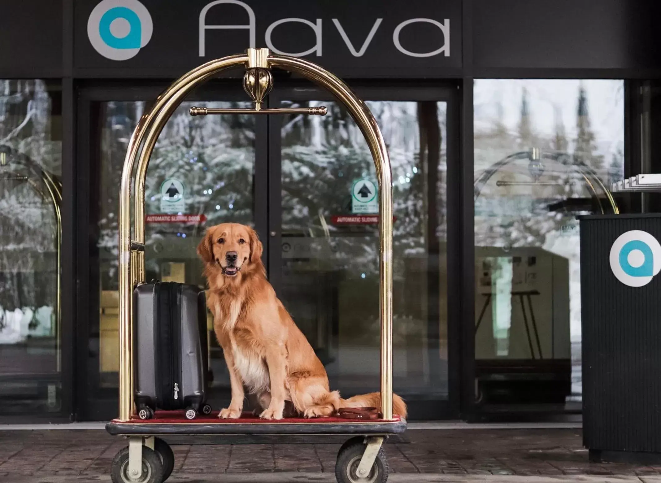 Pets in Aava Whistler Hotel