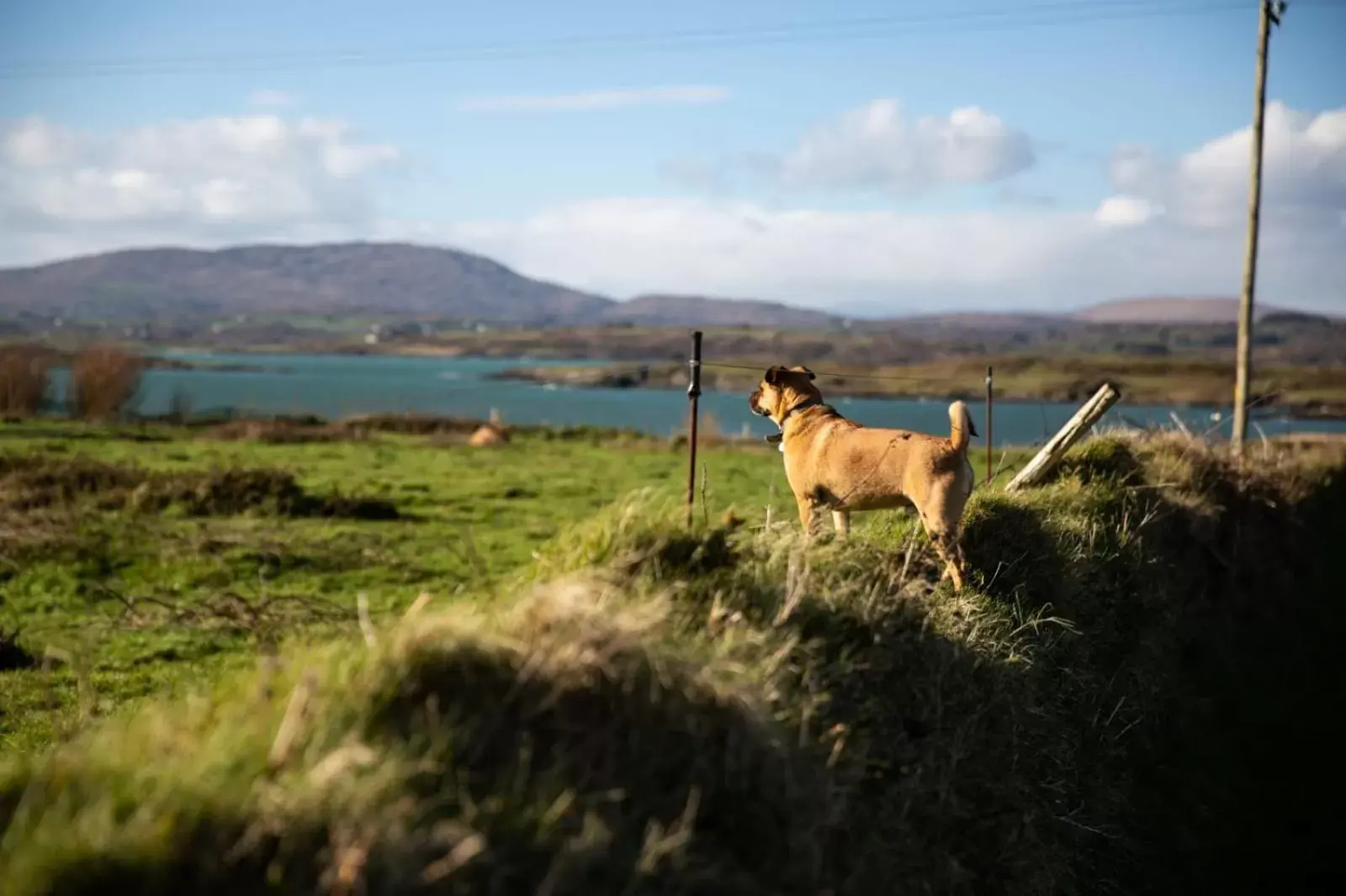 Animals, Other Animals in Heir Island House