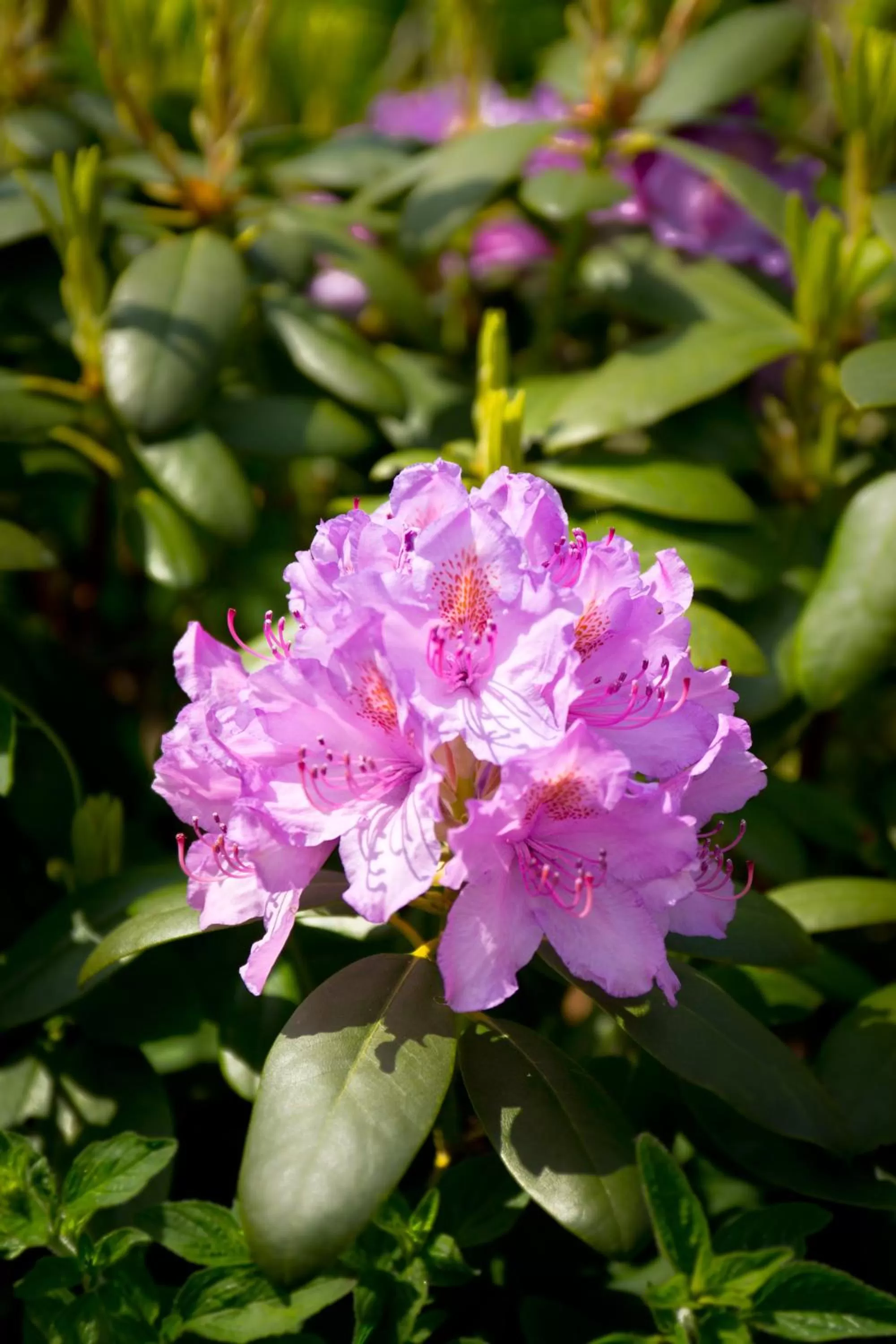 Natural landscape in Hotel Bed & Breakfast am Dom