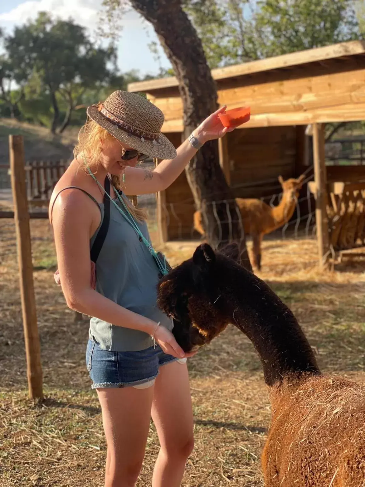 Day in Luxury room at Mama-Adama Alpaca Farm