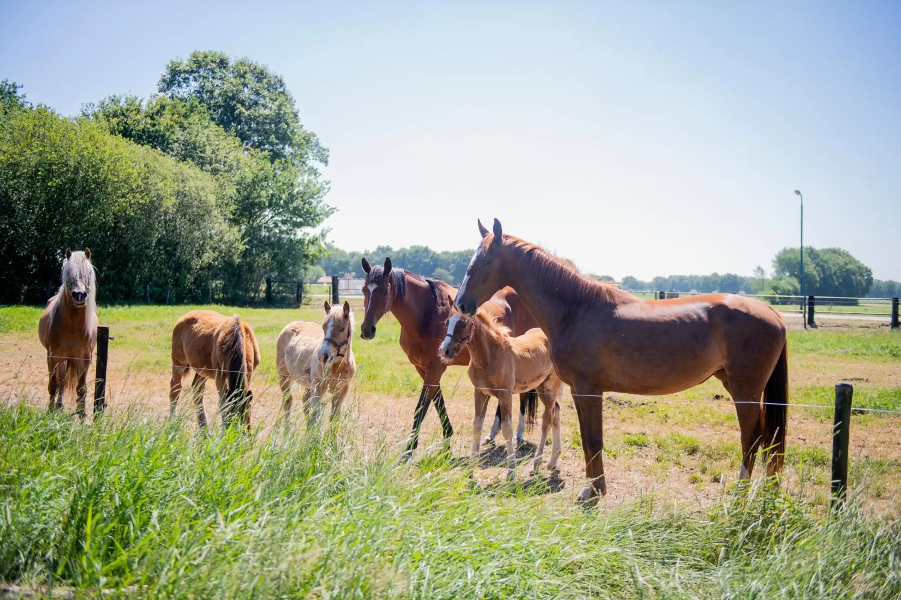 Horseback Riding in Natuurpoort van Loon