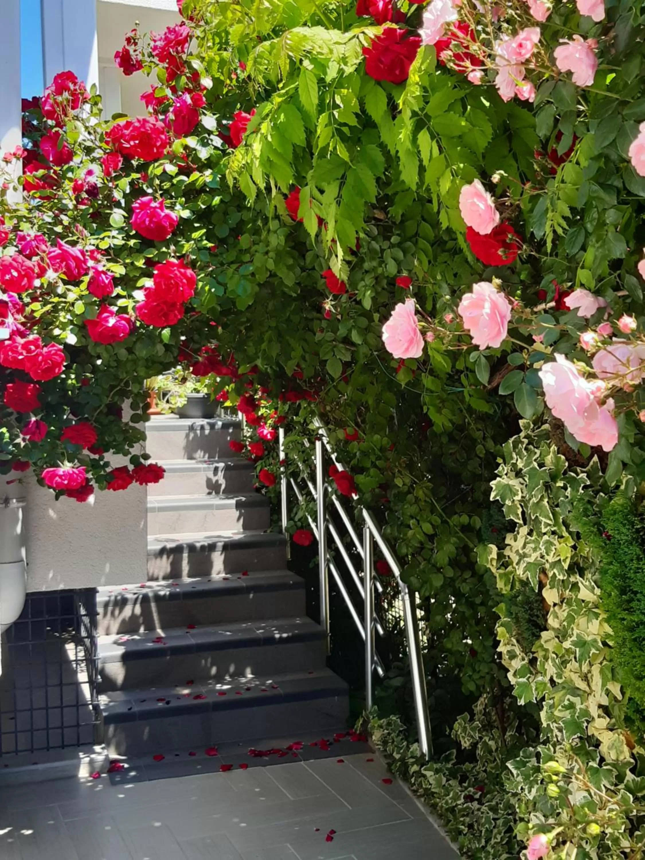 Garden in Villa Jordan