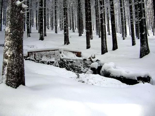 Winter in Hotel Zum Schneekopf "Garni"