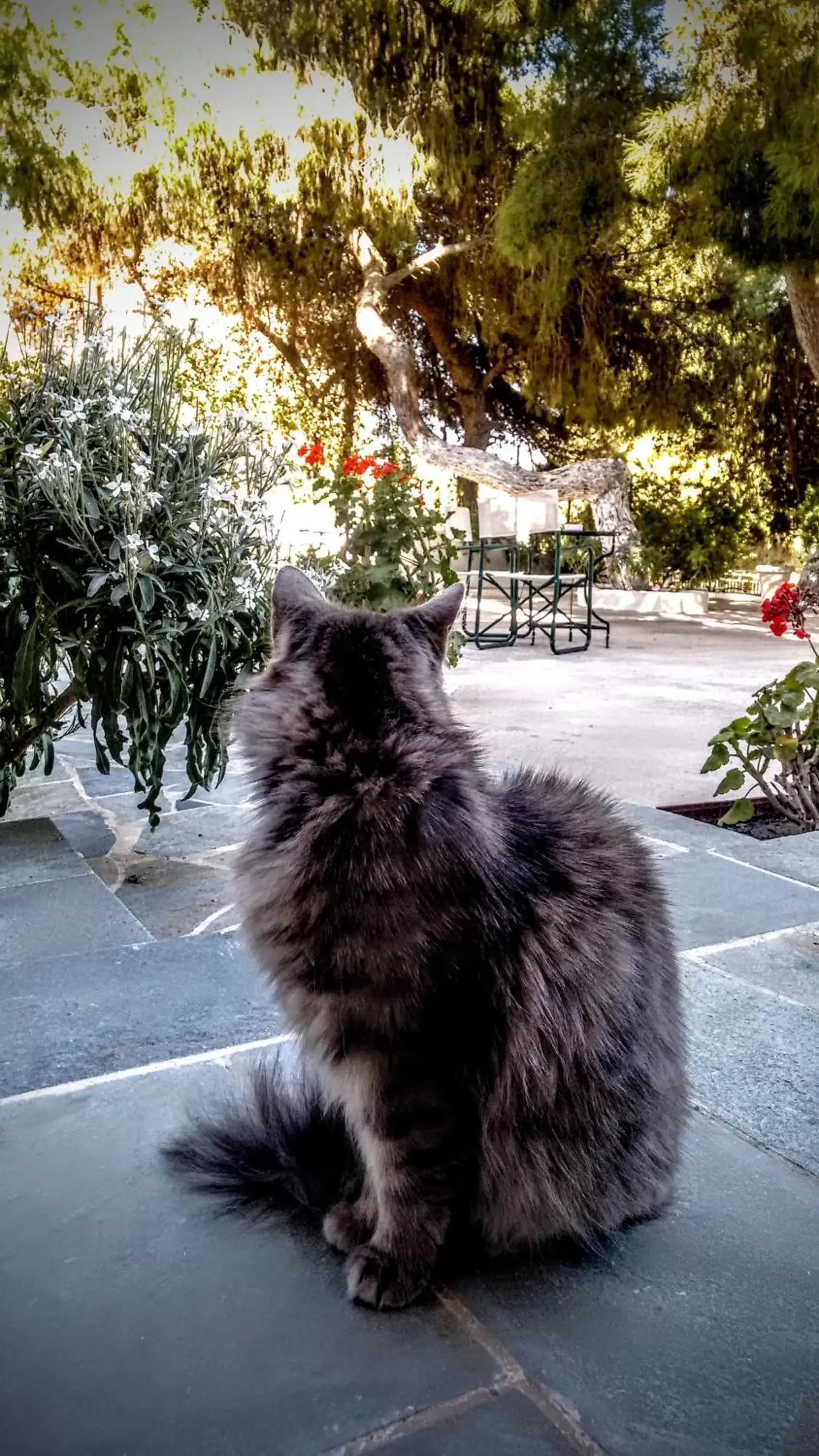 Garden, Pets in Pefkides Aegina Boutique Apartments