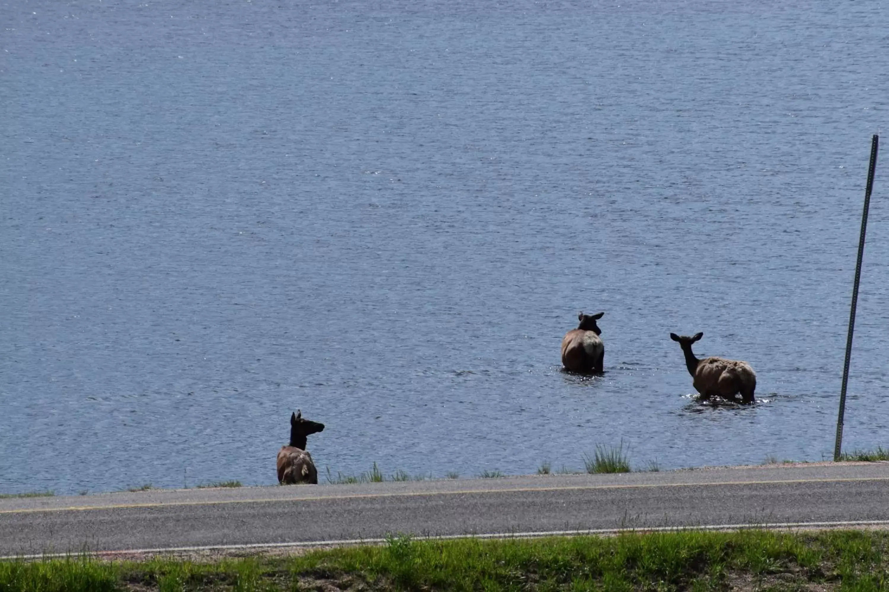 Other Animals in Estes Lake Lodge