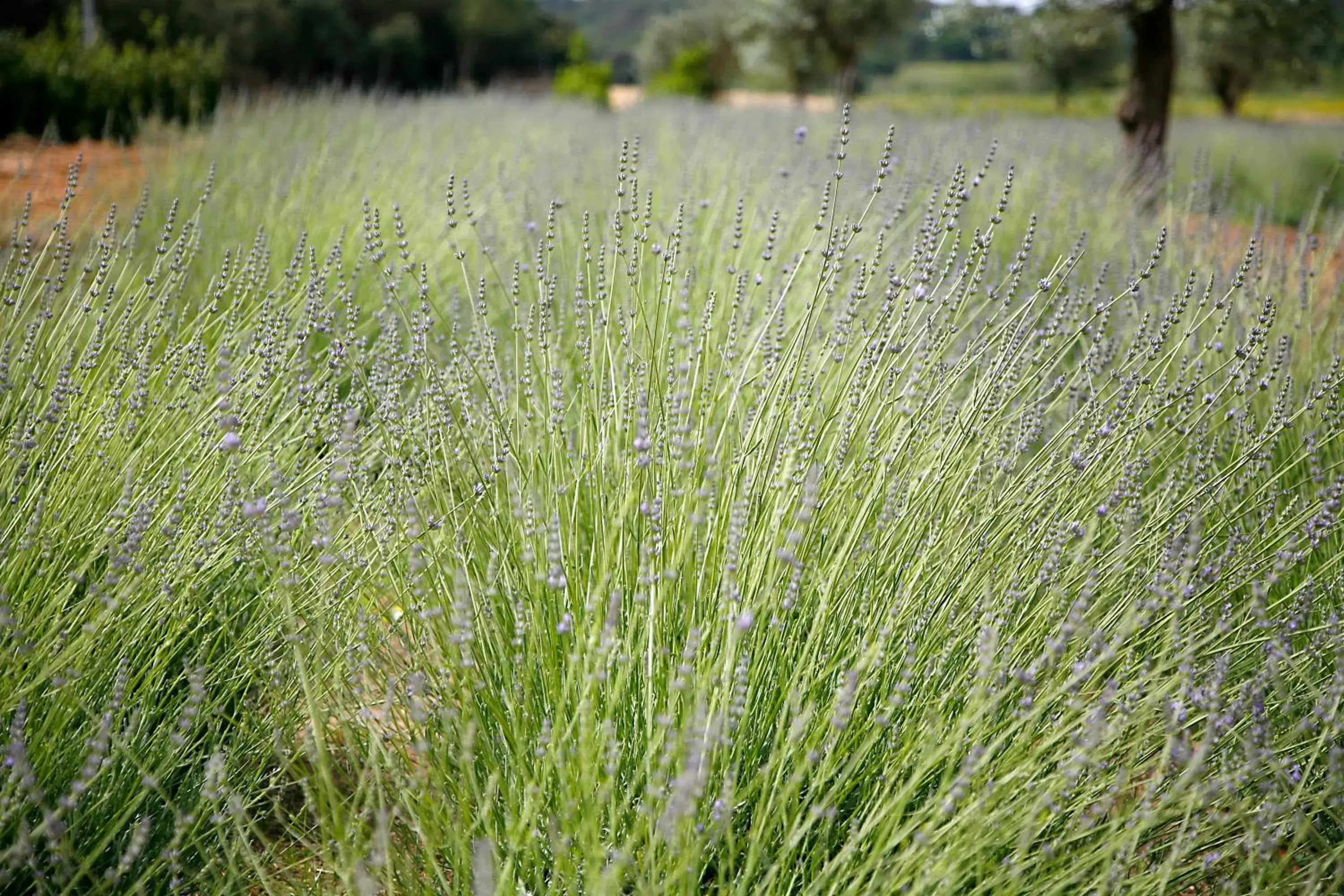 Garden, Natural Landscape in Hotel La Malcontenta