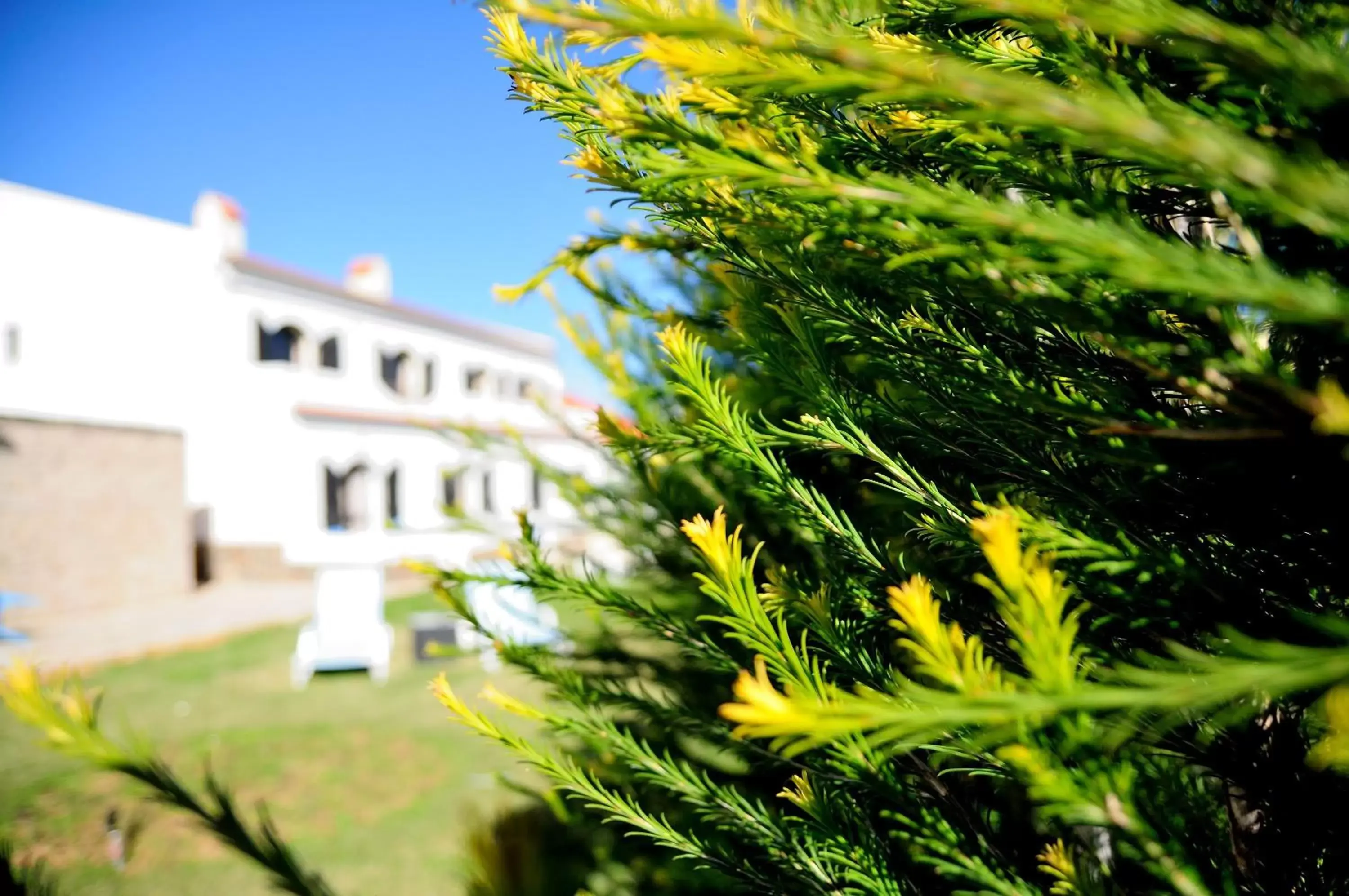 Garden, Property Building in Tonel Apartamentos Turisticos