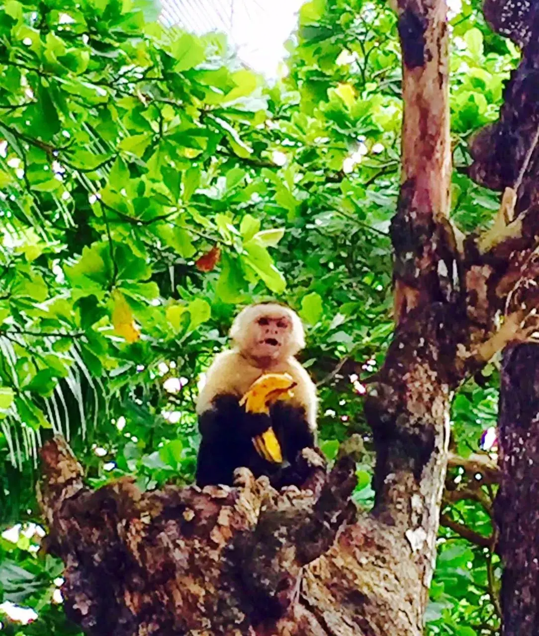 Property building, Other Animals in Hotel Beachfront Vista Hermosa