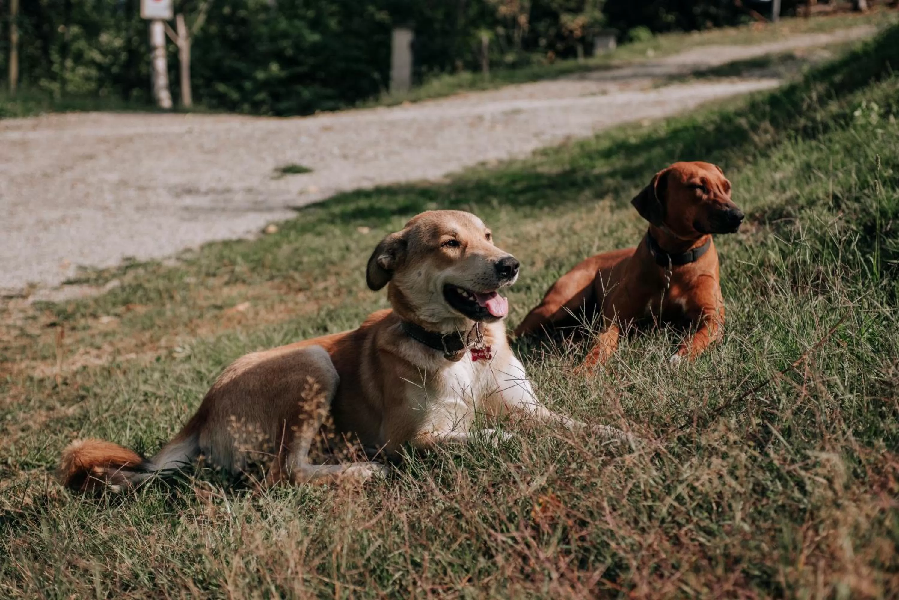 Animals, Pets in Agribenessere Agli Abatti