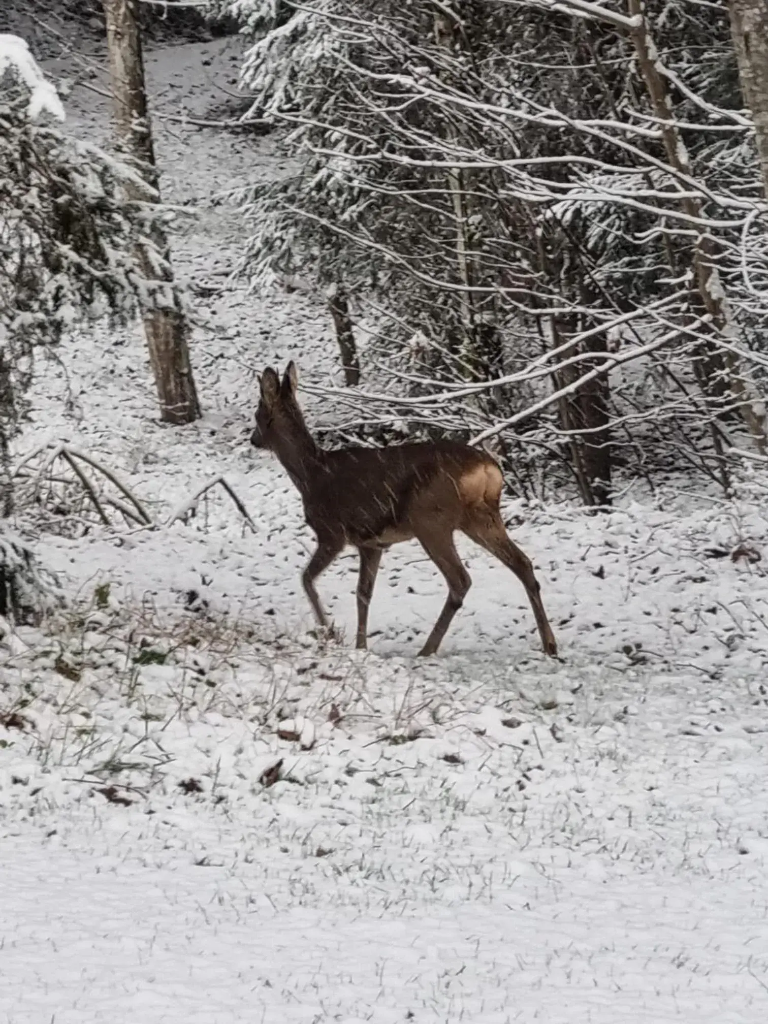 View (from property/room), Other Animals in Alpenhof