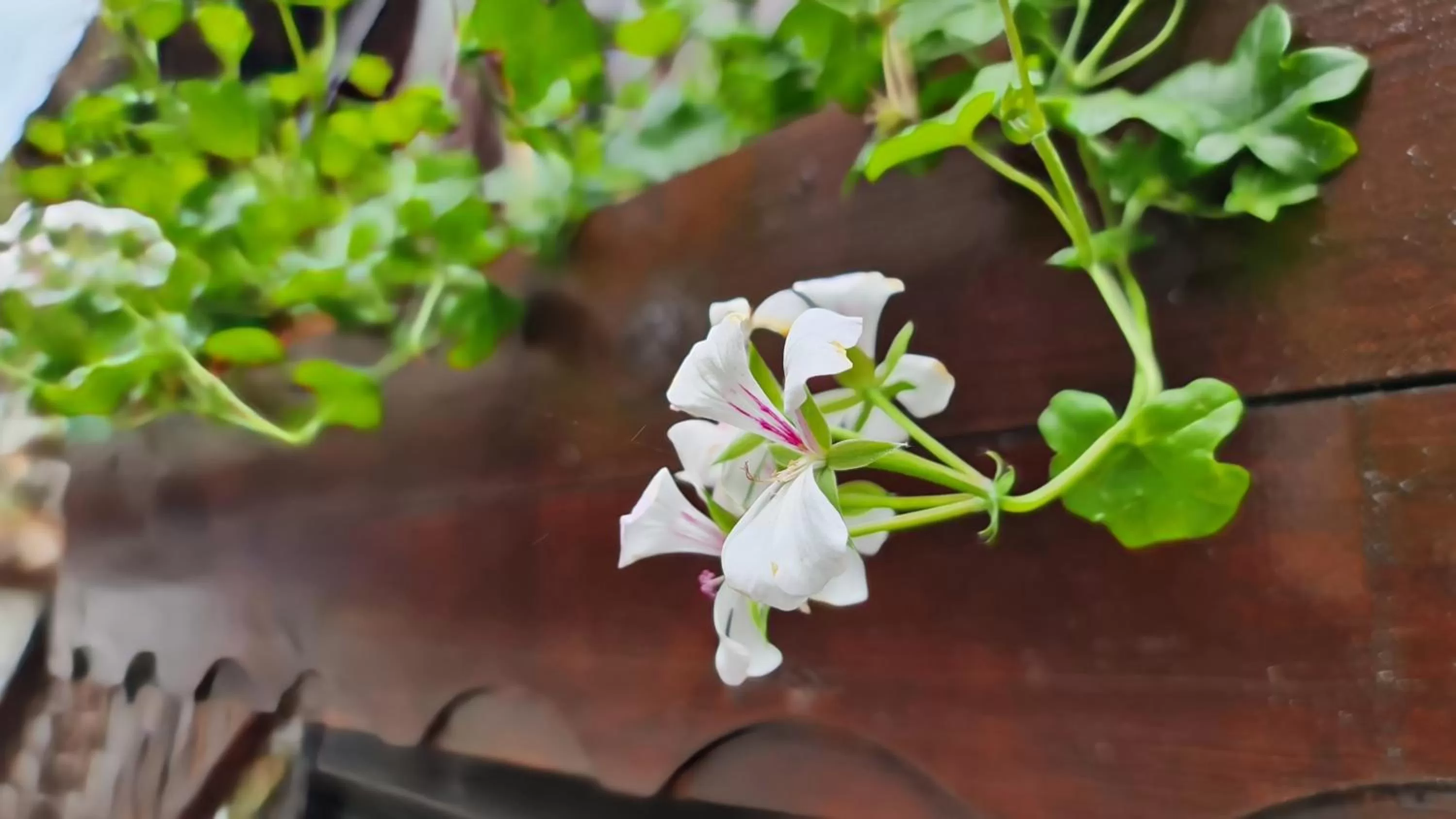 Стаи за гости The Old House