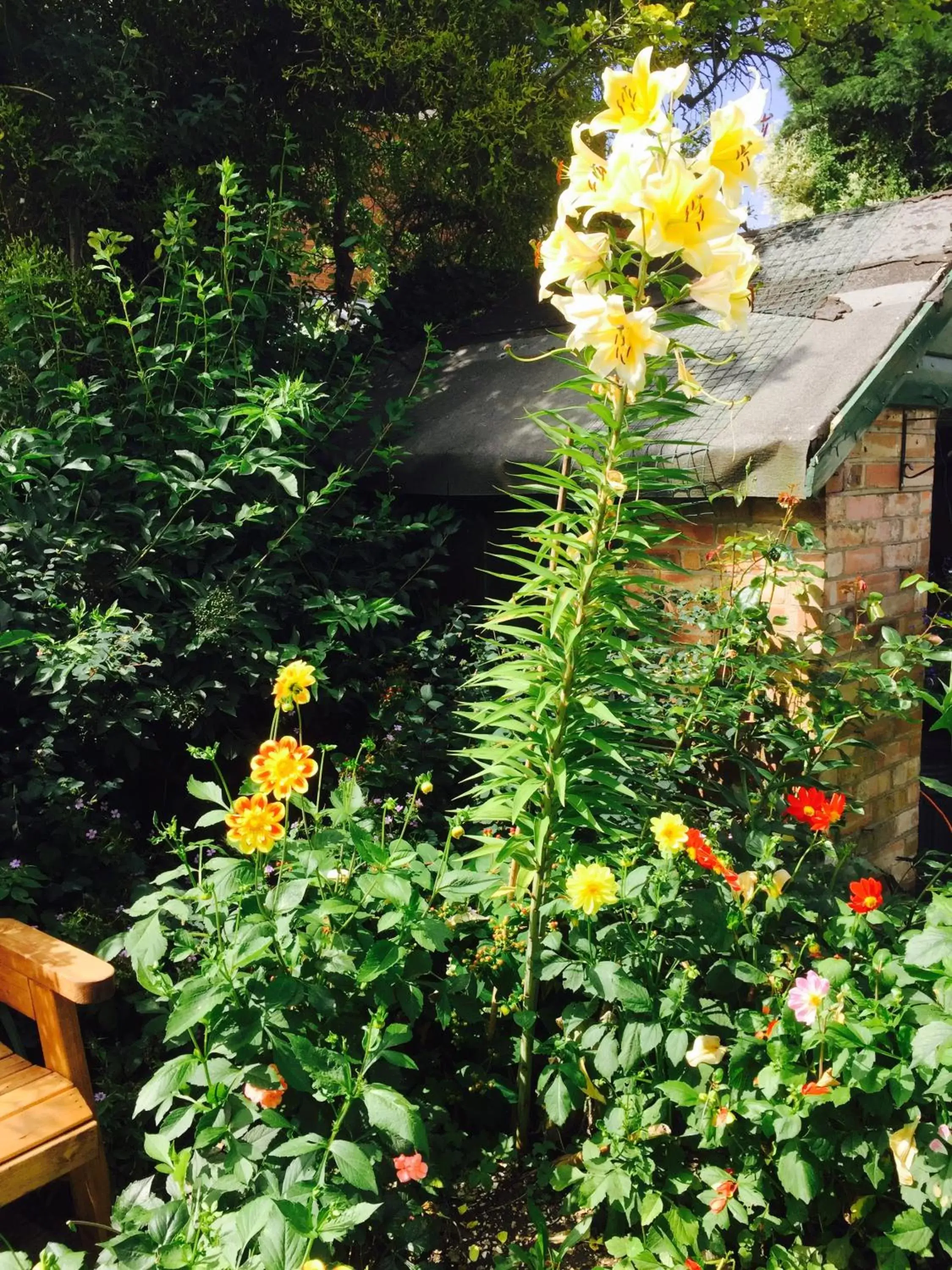 Garden in Fairlight Lodge