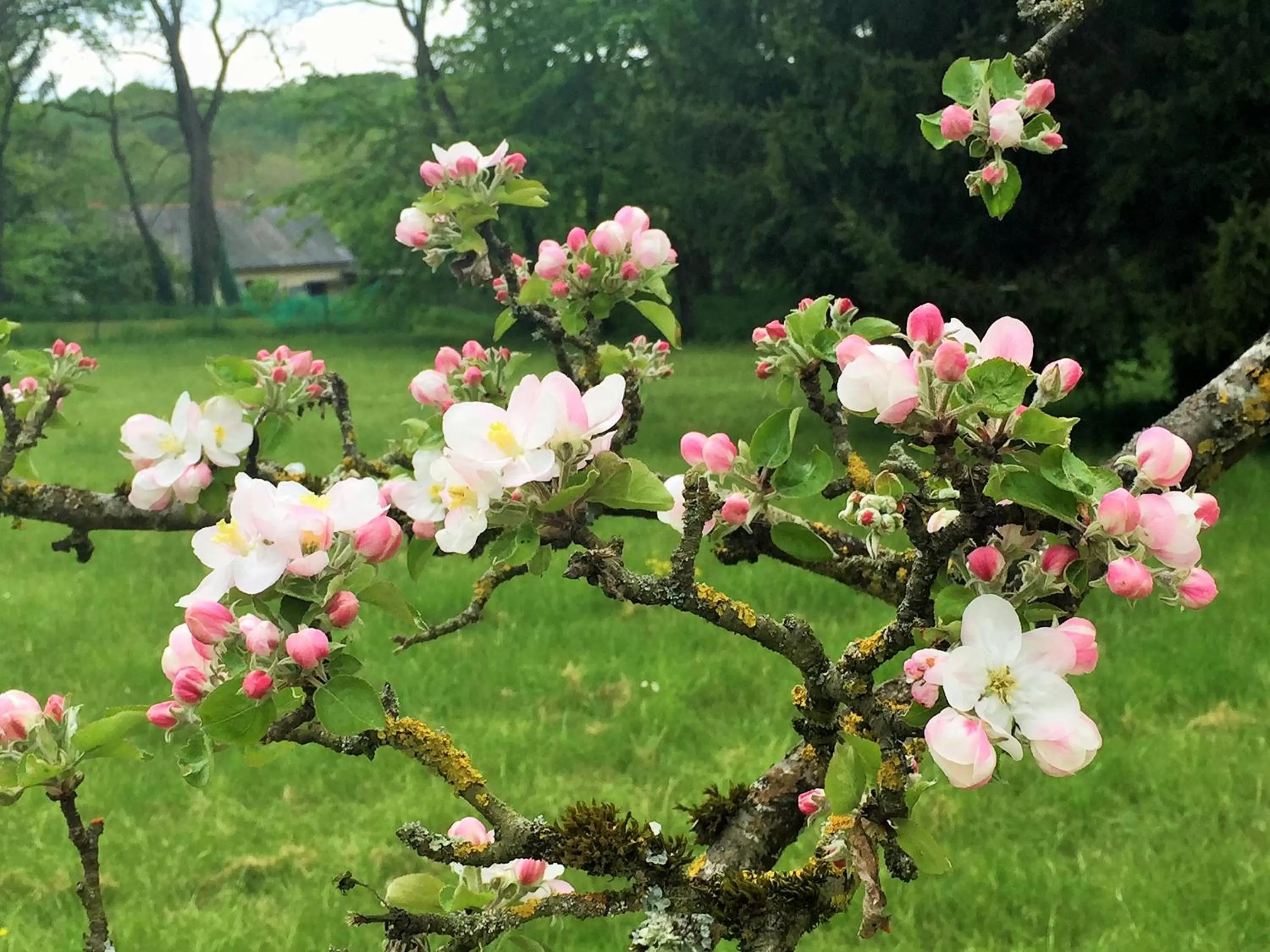 Natural landscape, Garden in Manoir de la Rémonière