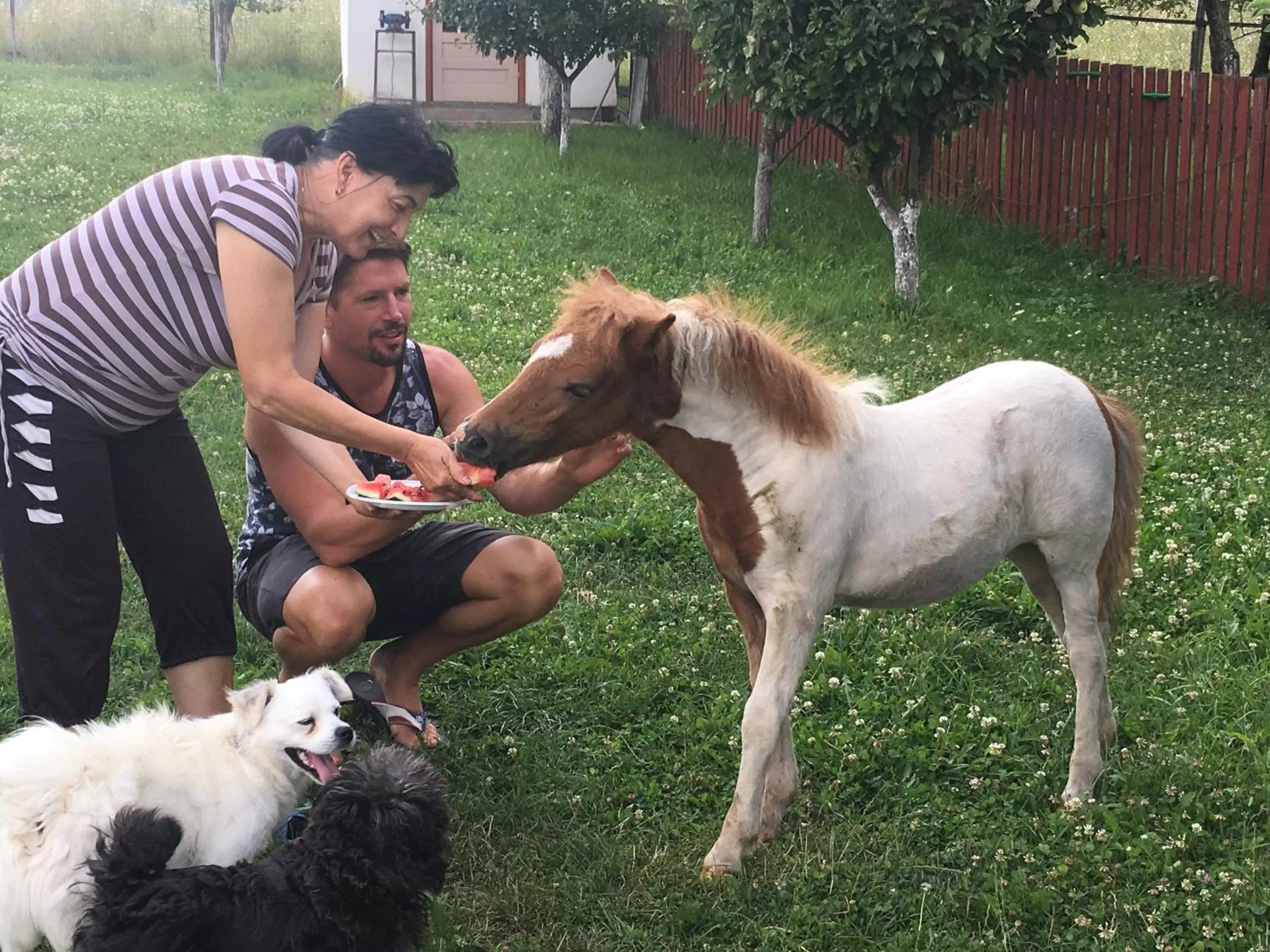 Property building, Pets in Pensiunea SilvAnka