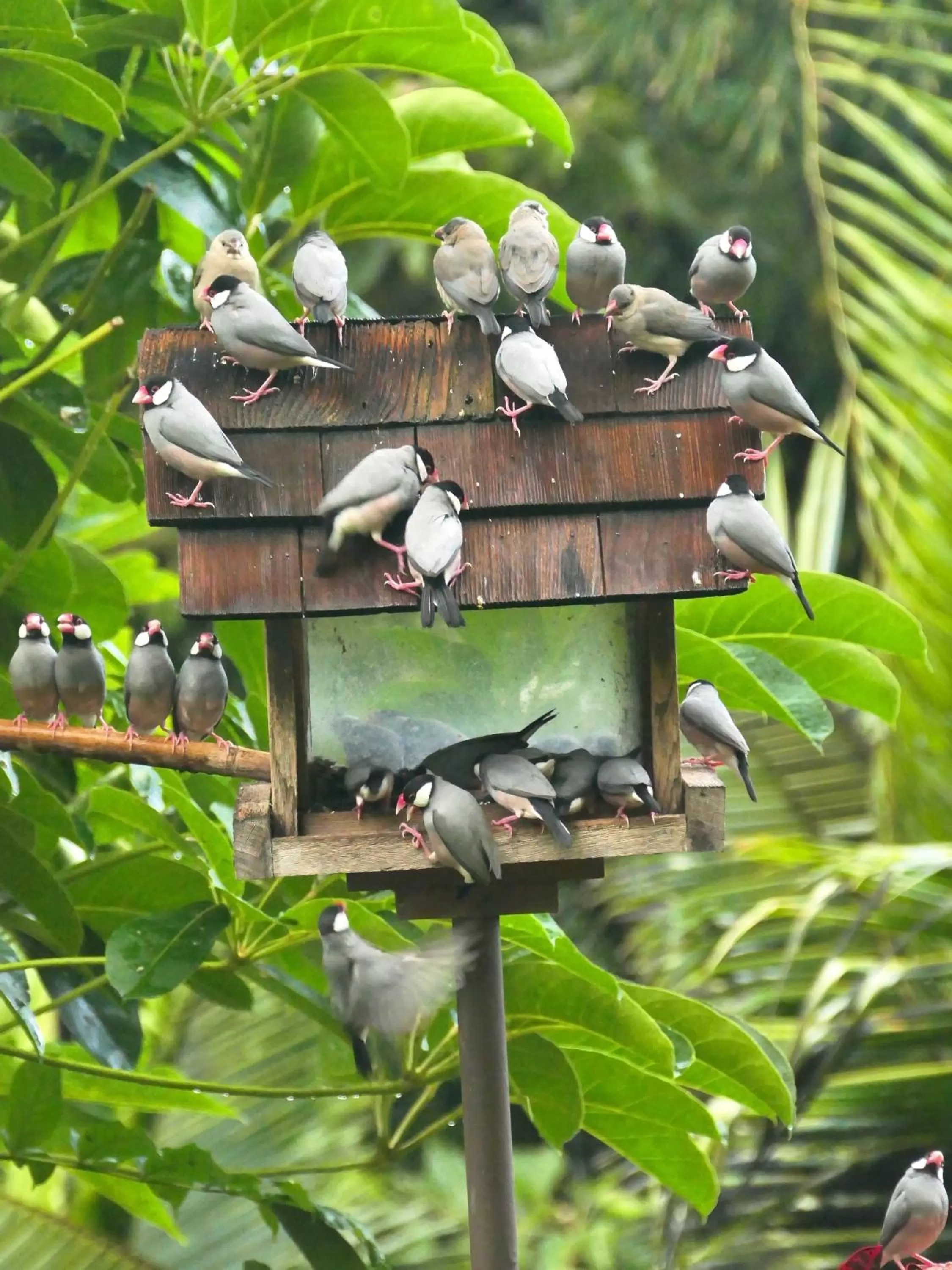 Animals in Hale Maluhia Country Inn