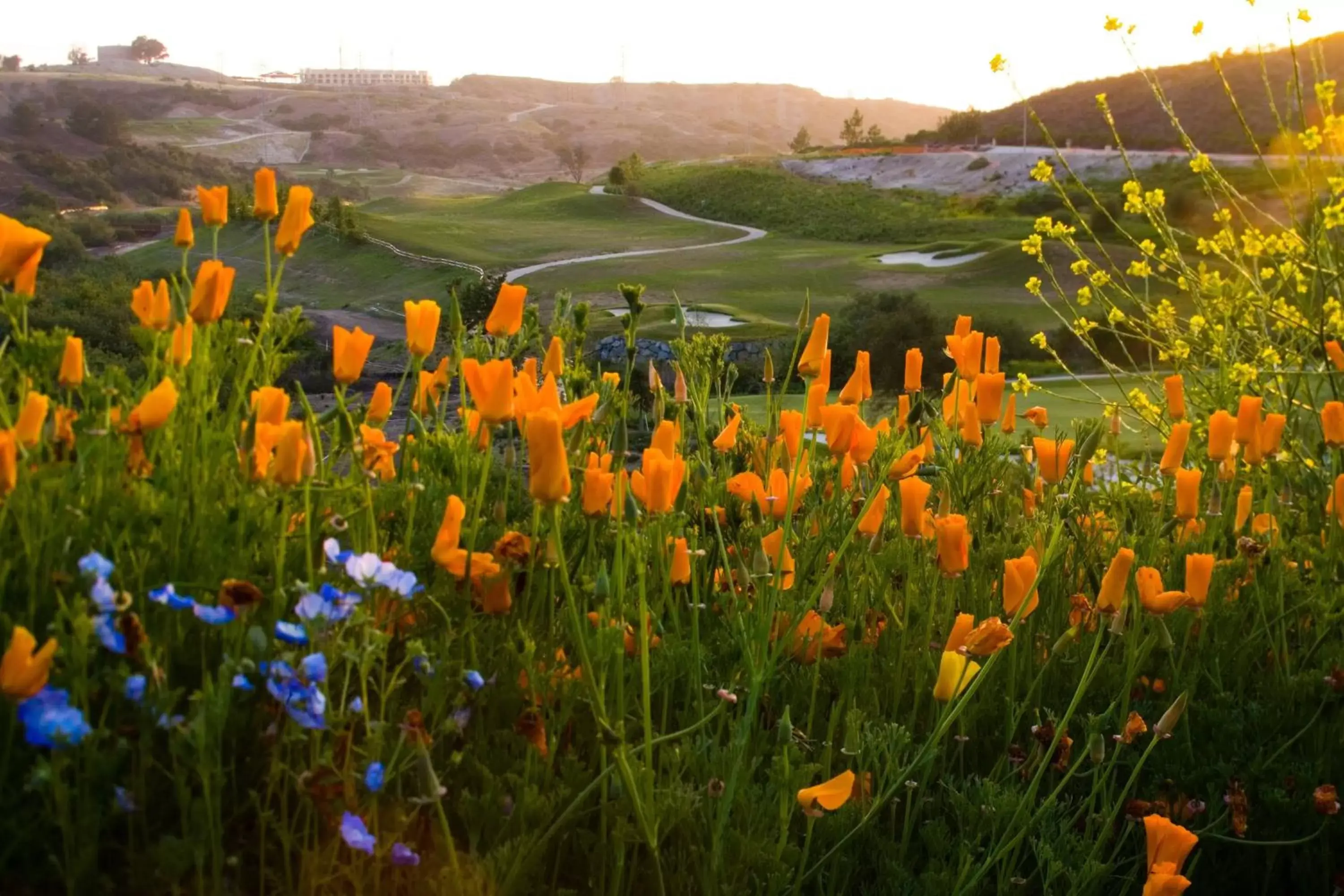 Golfcourse in Sheraton Carlsbad Resort & Spa