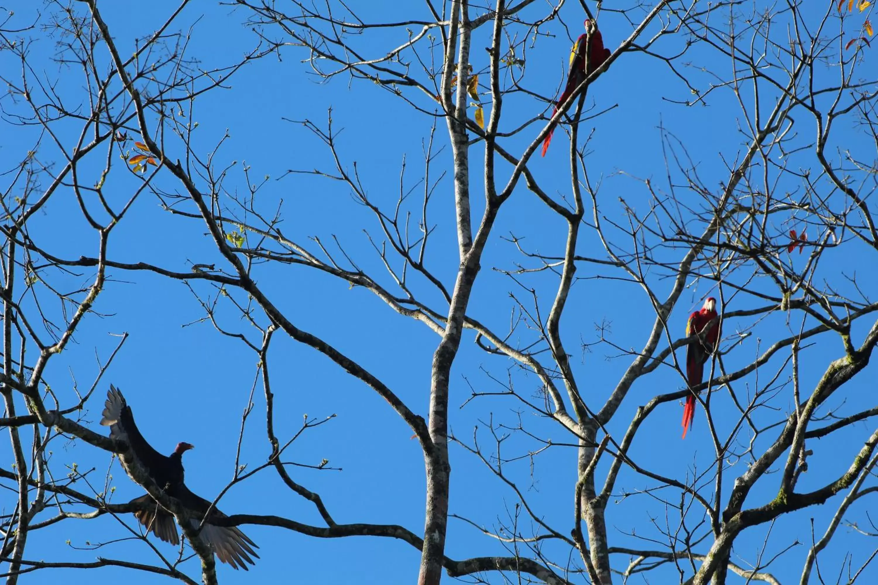 Iguanitas Lodge