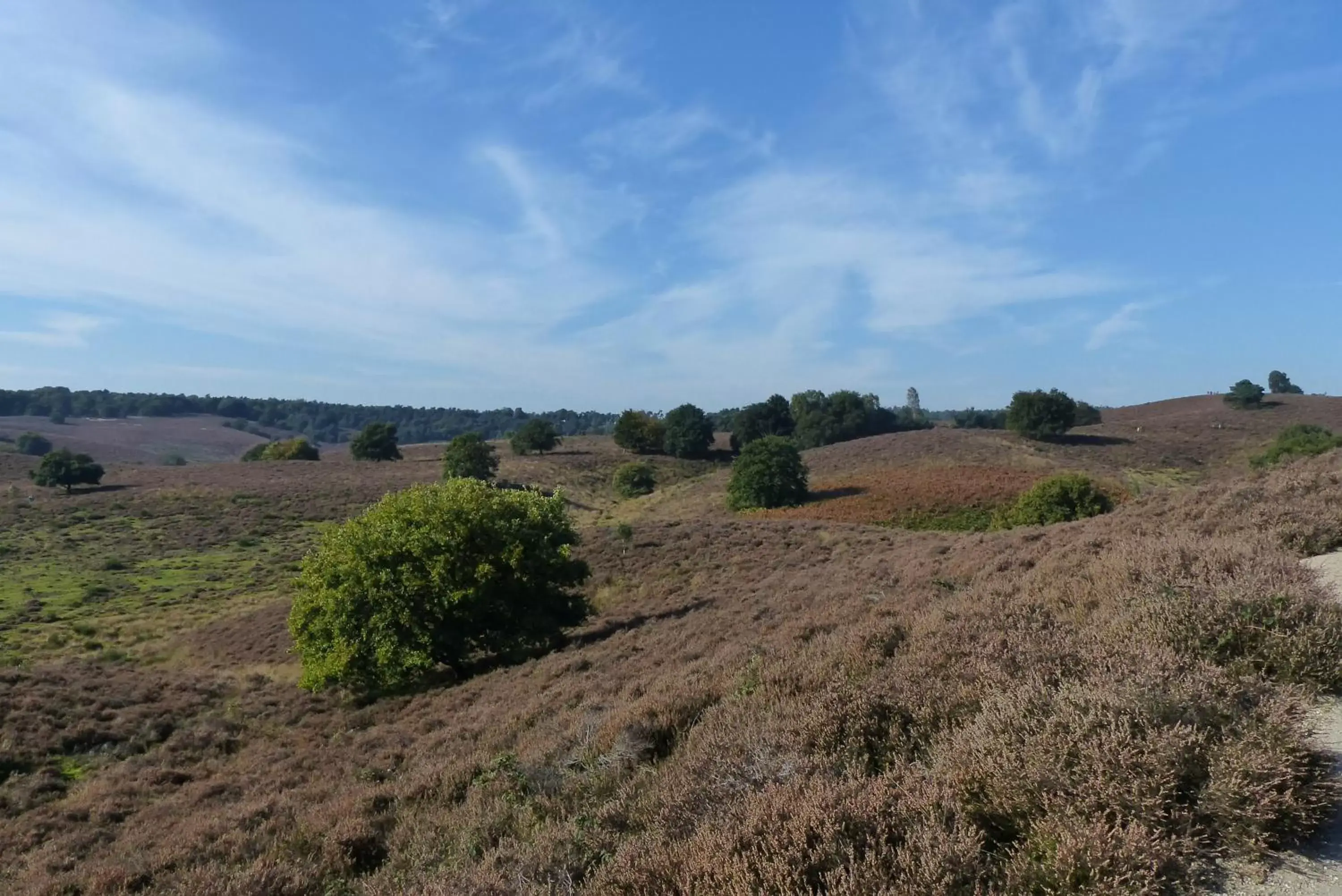 Natural Landscape in B&B Onder de rode beuk