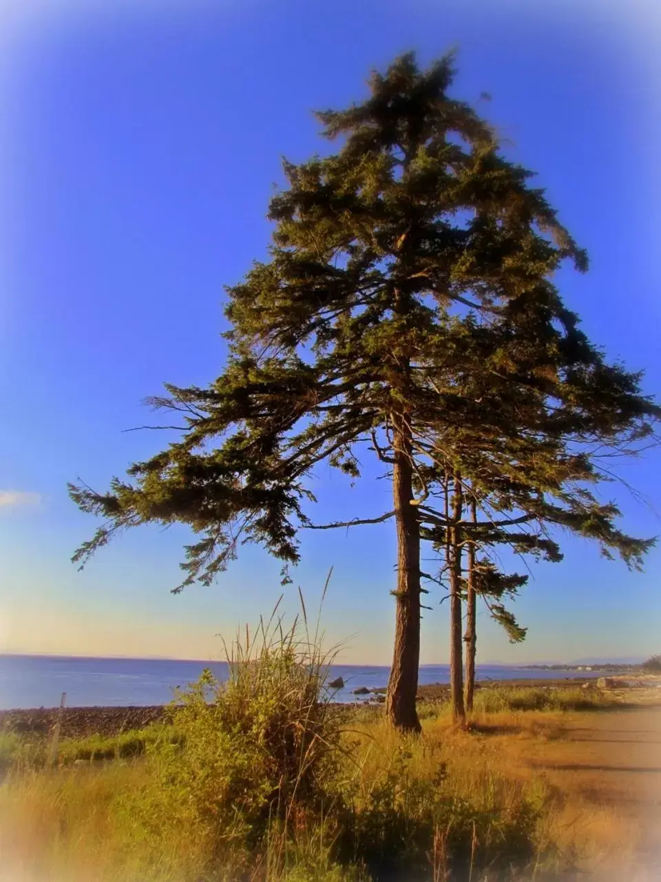 Beach, Natural Landscape in Heron's Landing Hotel