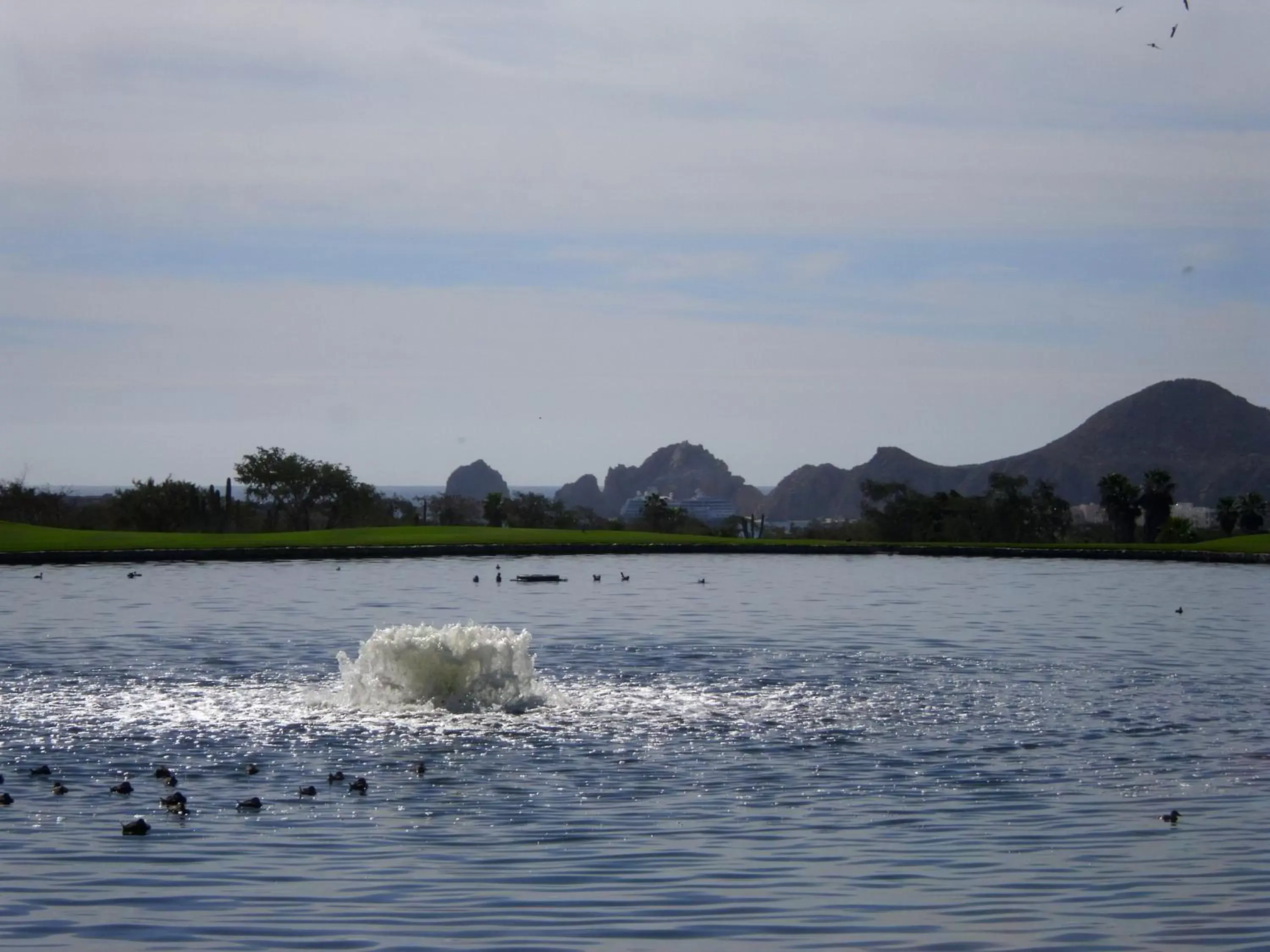 Other Animals in Los Cabos Golf Resort, Trademark Collection by Wyndham