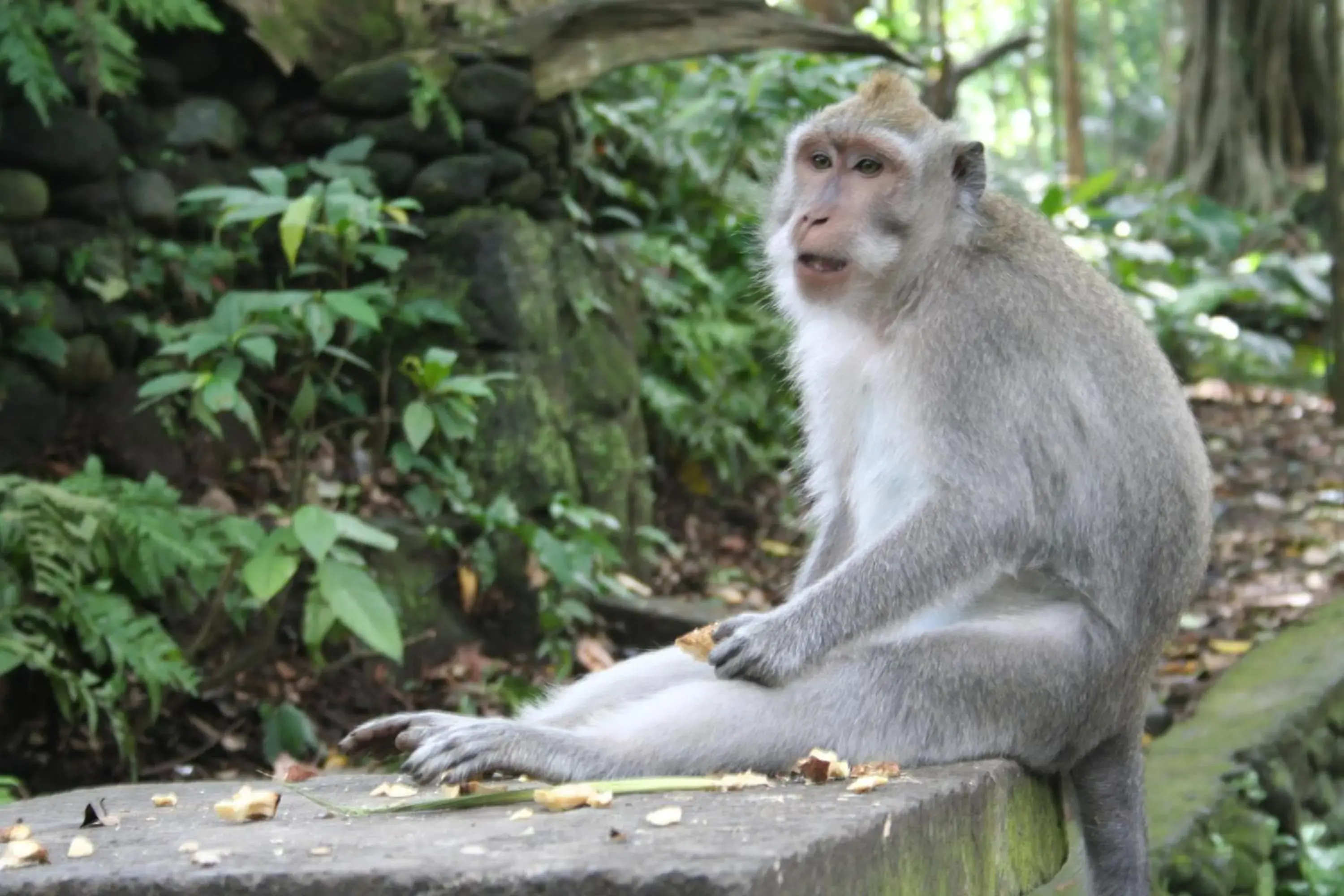 Area and facilities, Other Animals in Kadiga Villas Ubud