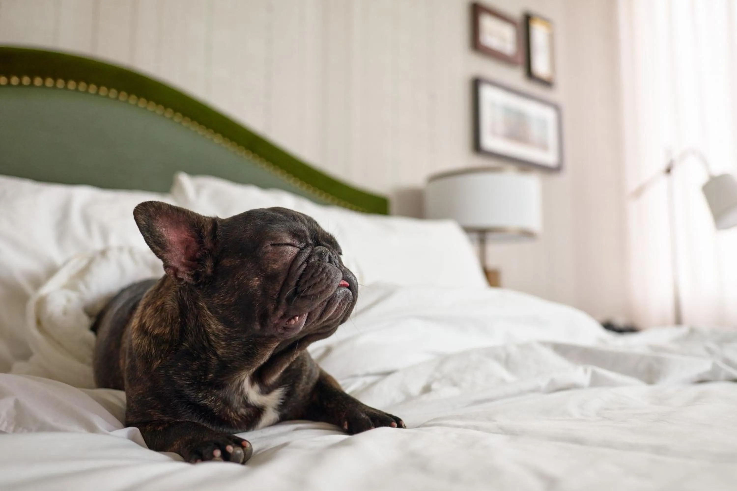 Photo of the whole room, Bed in The Leo Kent Hotel, Tucson, a Tribute Portfolio Hotel