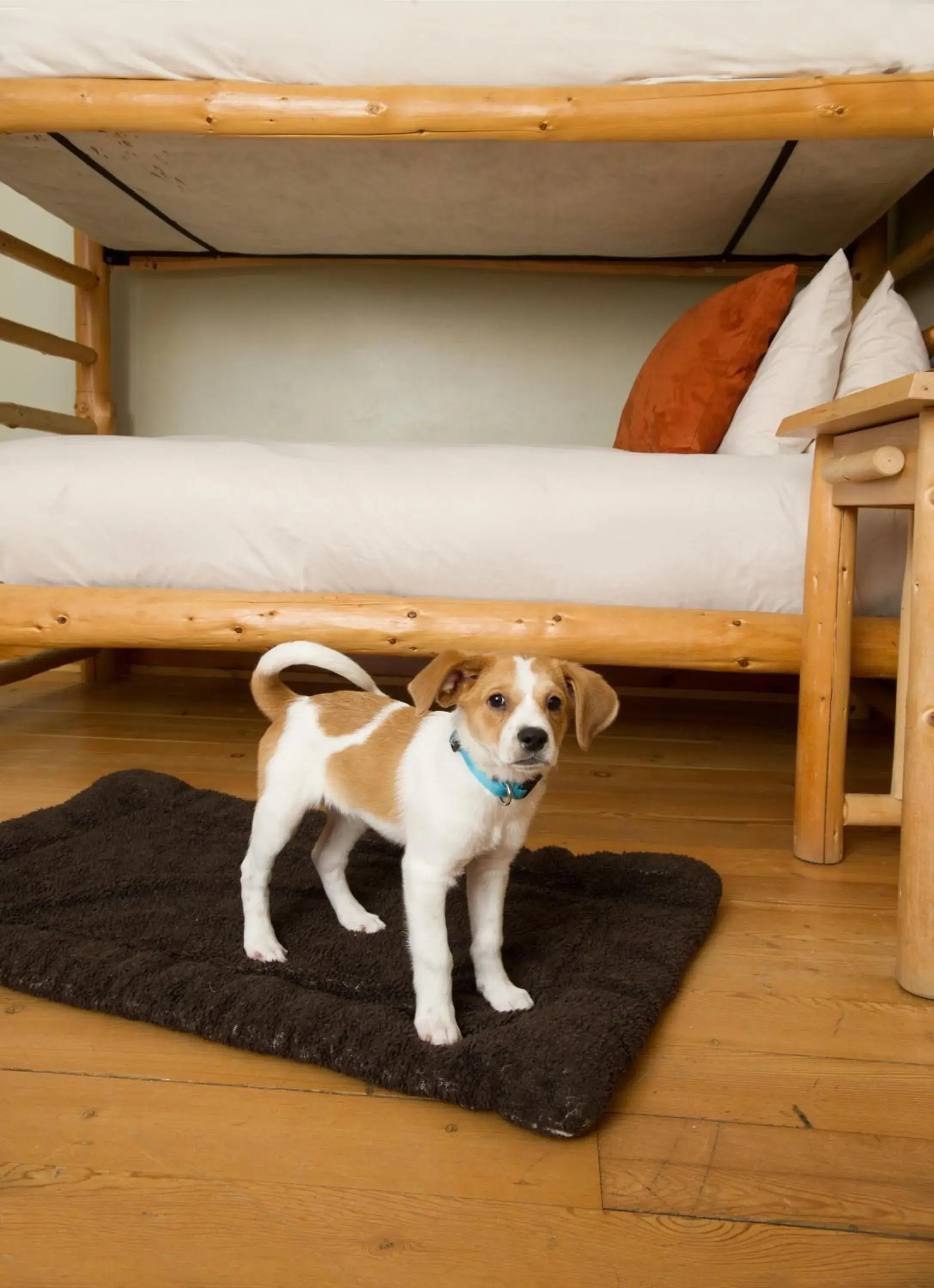 Bed, Pets in Sleeping Lady Mountain Resort