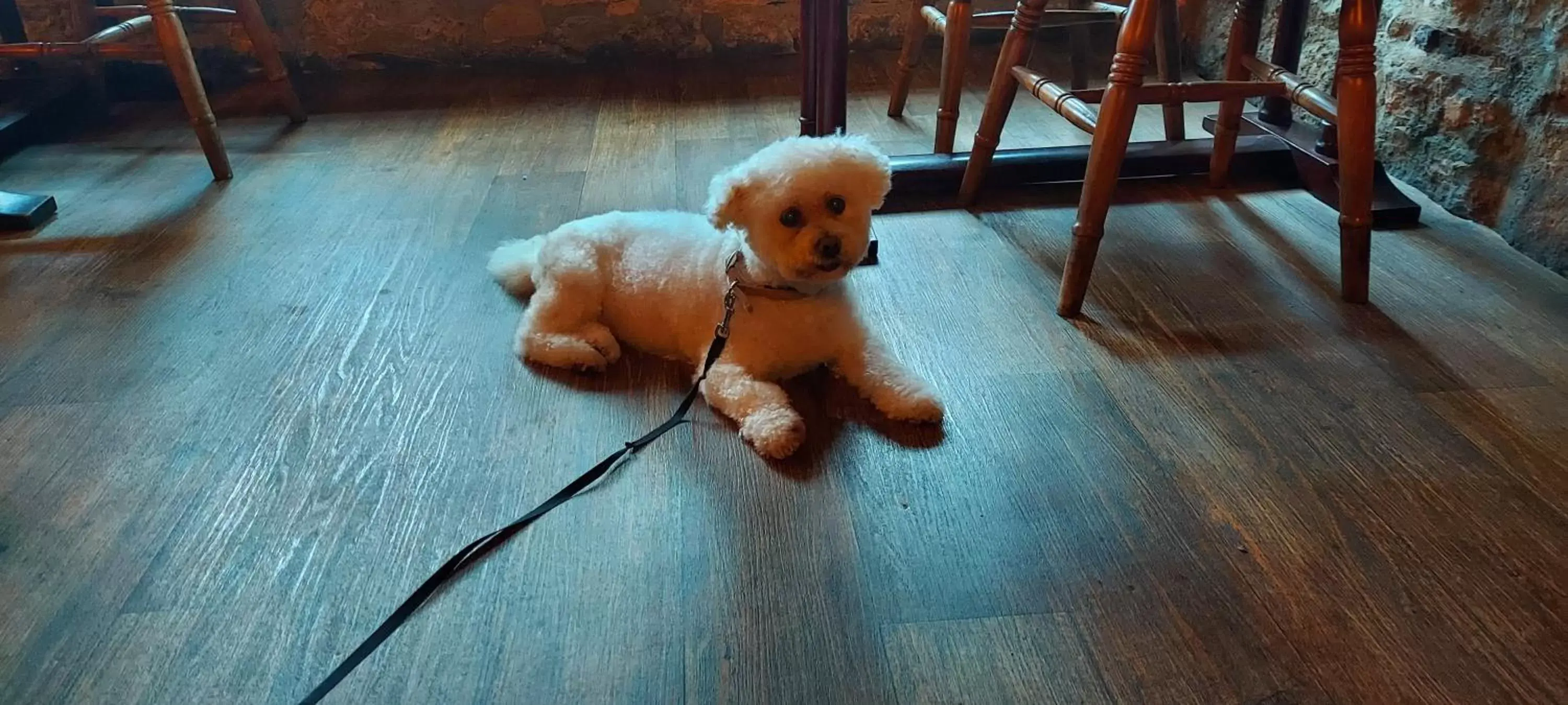 Dining area, Pets in The White Horse Inn