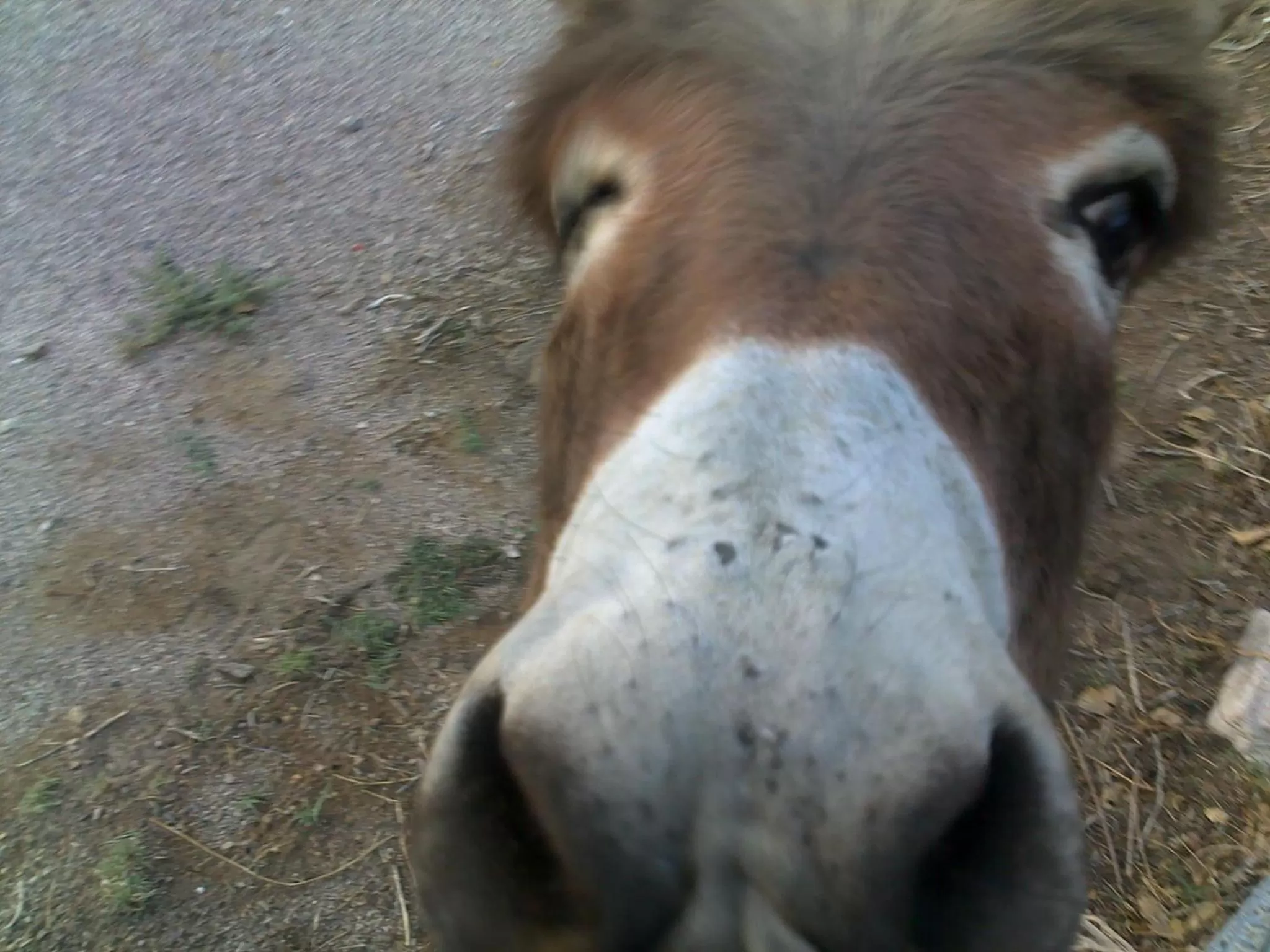 Animals, Pets in Atomic Inn Beatty Near Death Valley