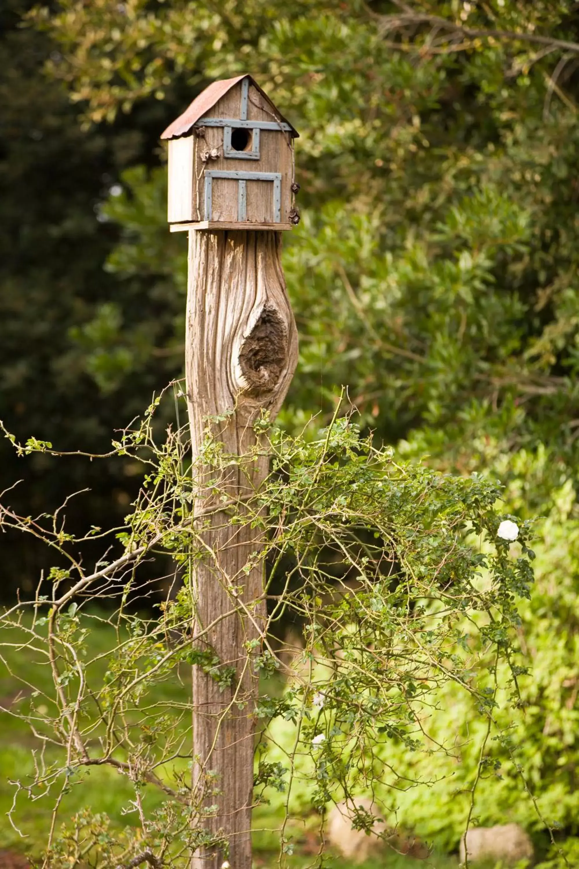 Garden, Other Animals in Brewery Gulch Inn