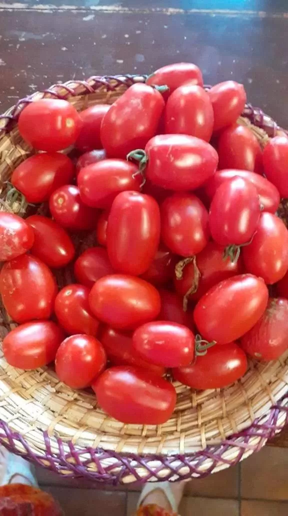 B&B La vecchia quercia Home Restaurant