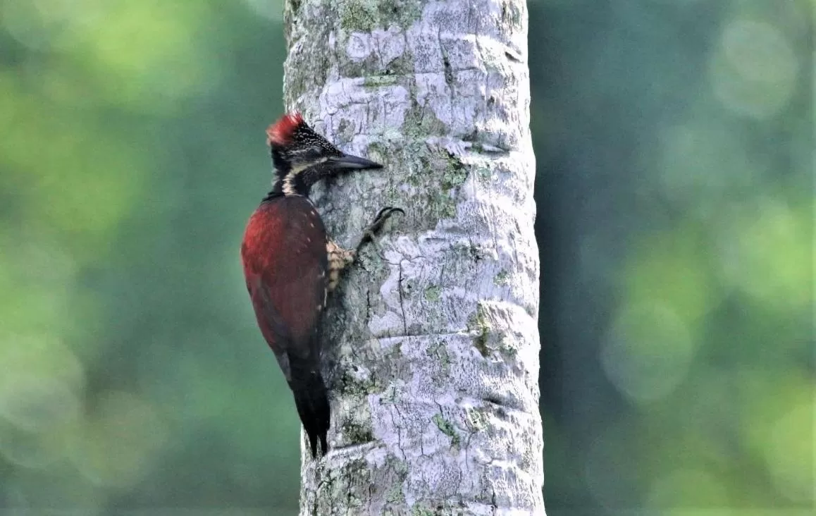 Animals in The Spice House Mirissa