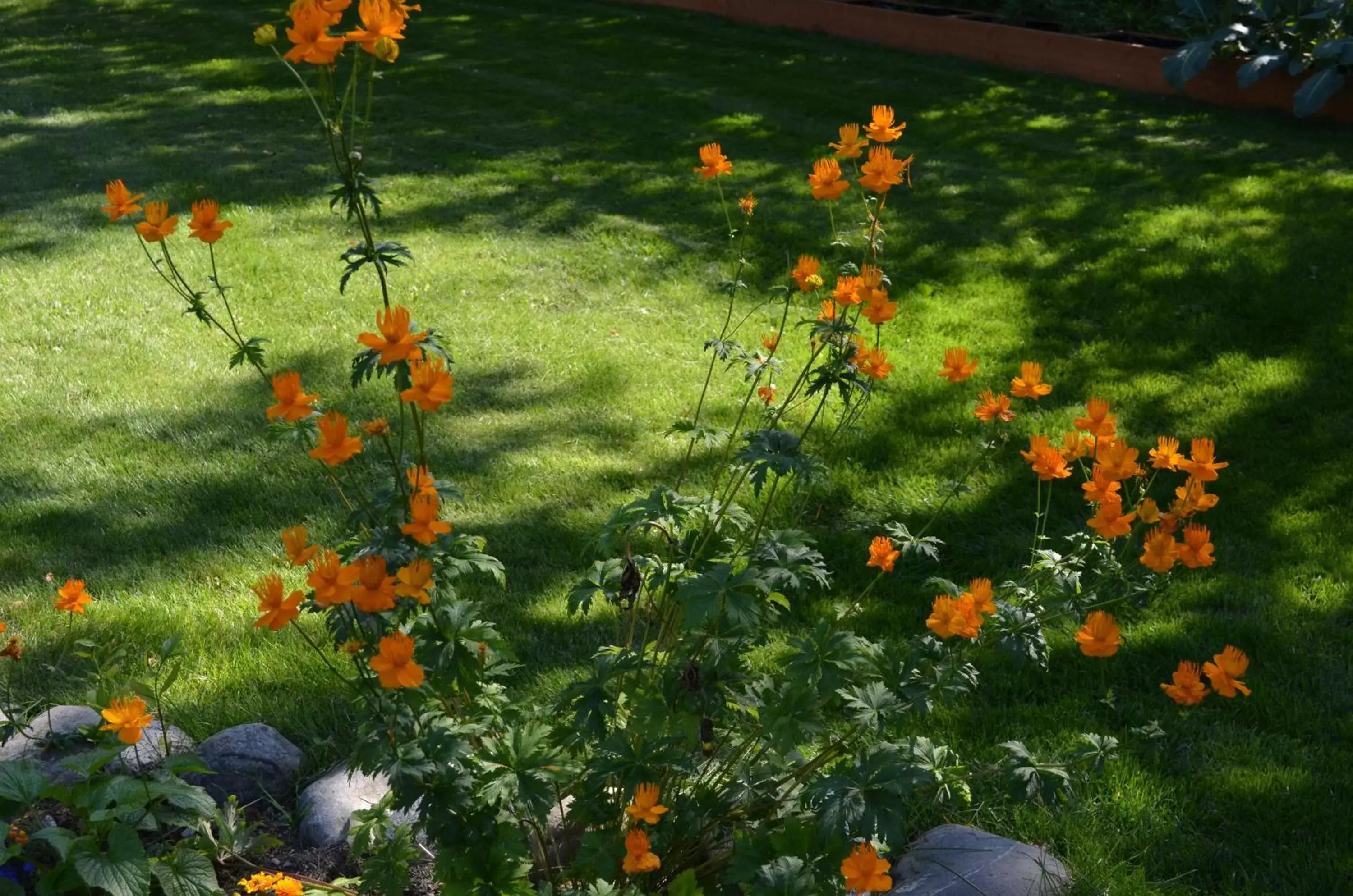 Garden view in Alaska's Lake Lucille Bed & Breakfast