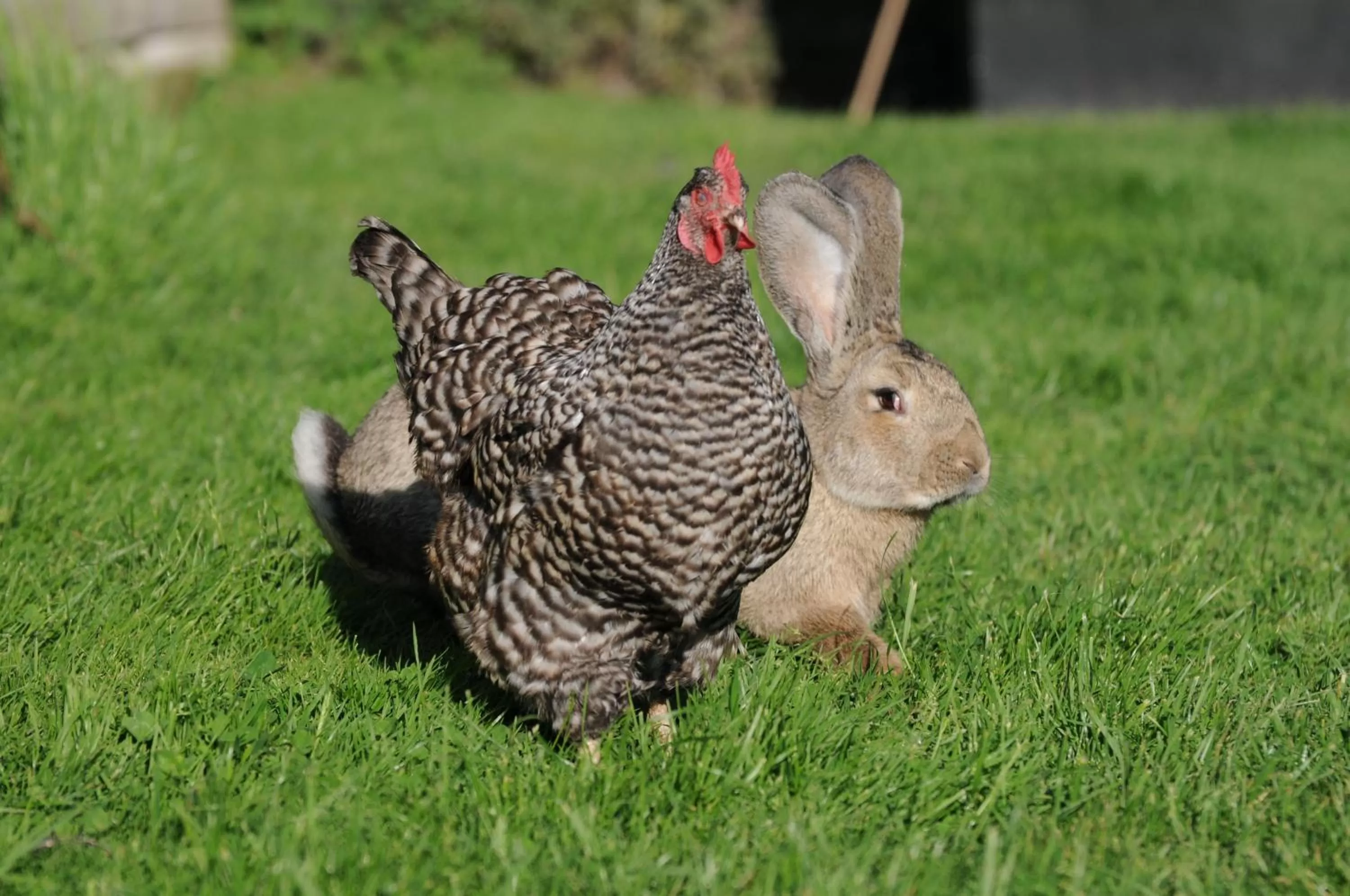 Animals in Casa Tranquila