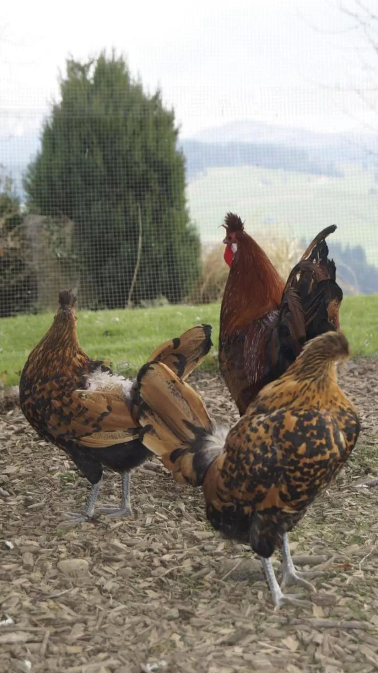 Animals, Other Animals in Gästehaus Aemisegg