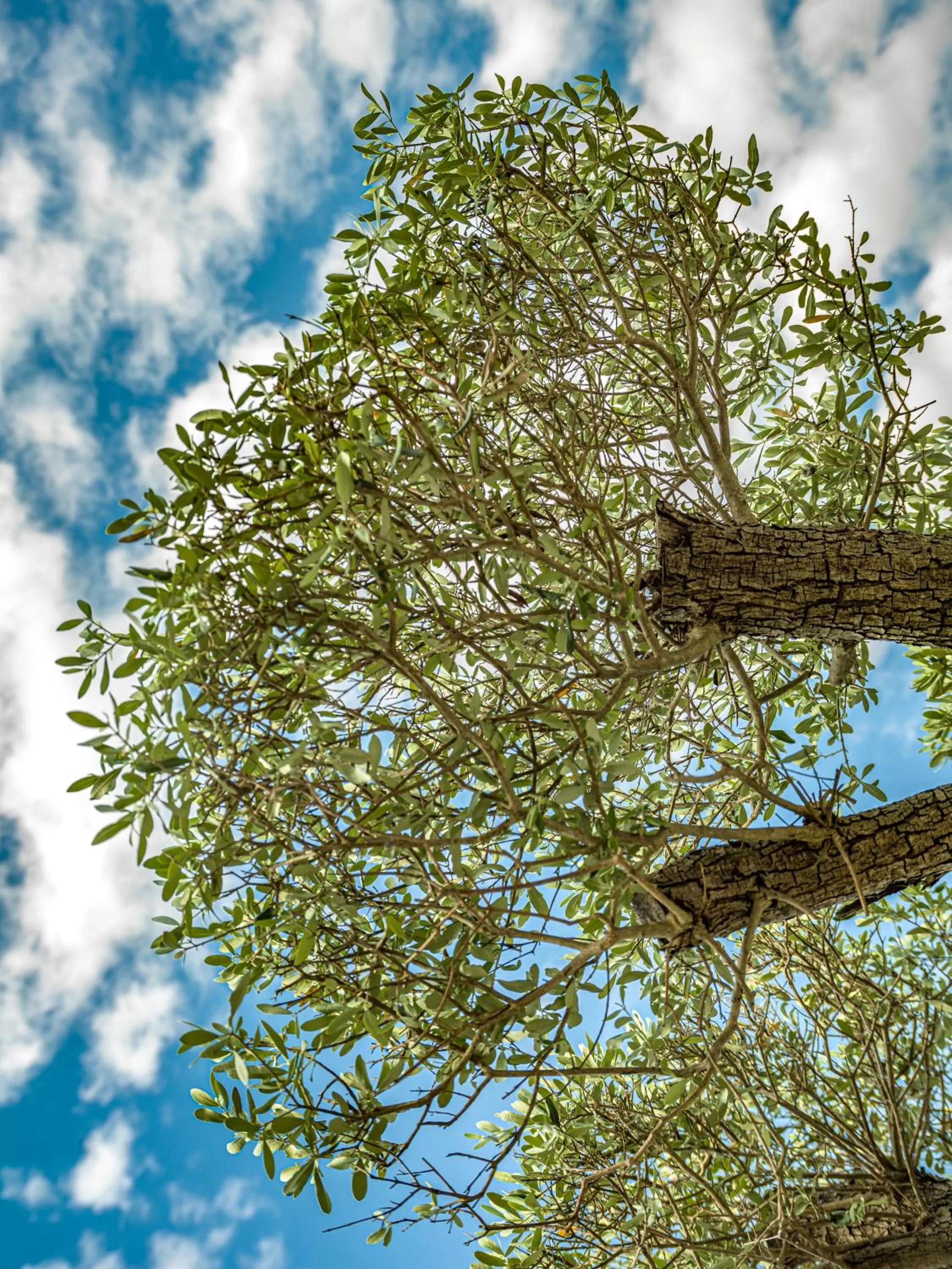 Natural landscape in MENALO HOTEL PREMIUM ISTANBUL AIRPORT