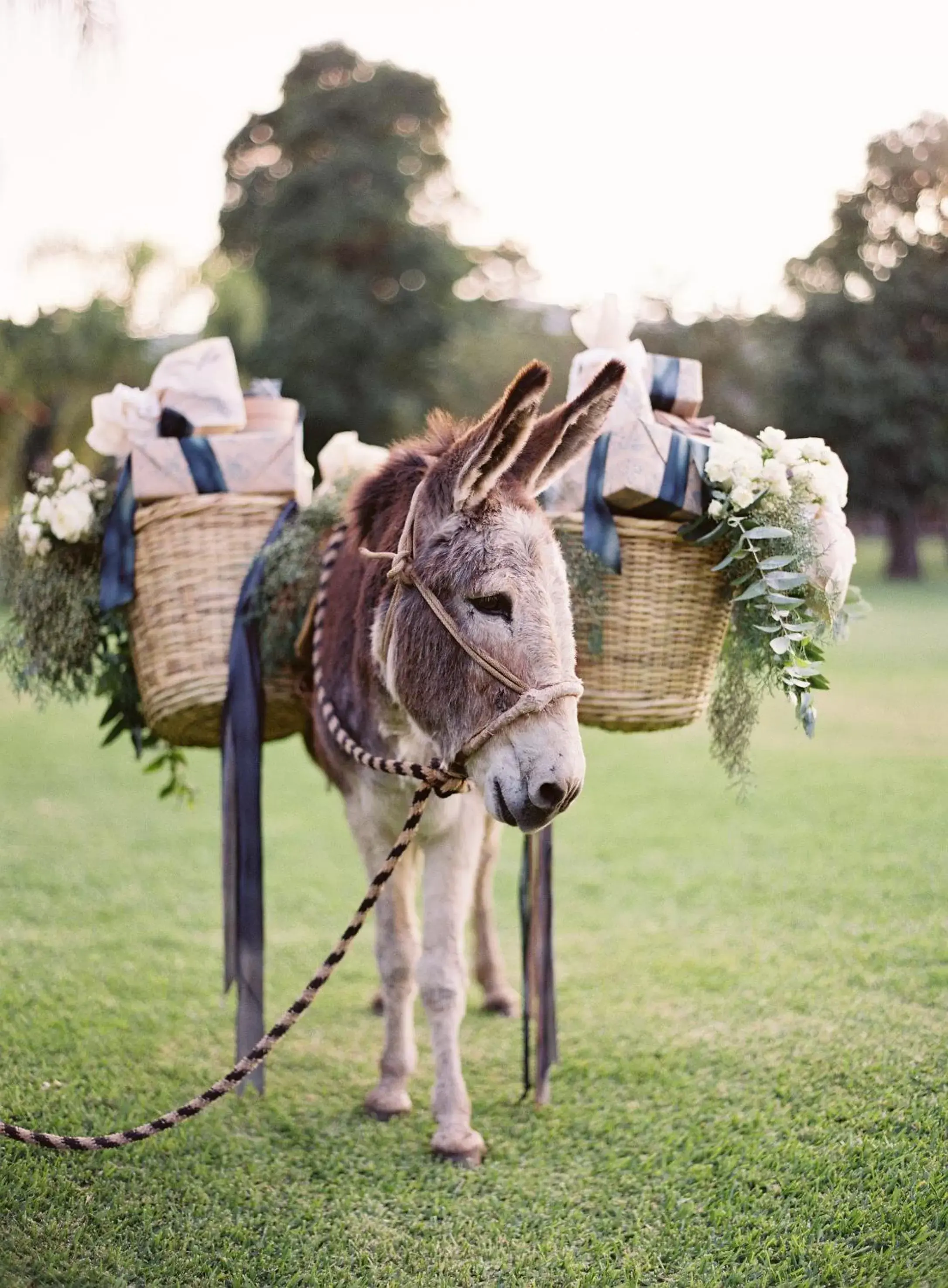 Banquet/Function facilities, Other Animals in Hacienda El Carmen Hotel & Spa