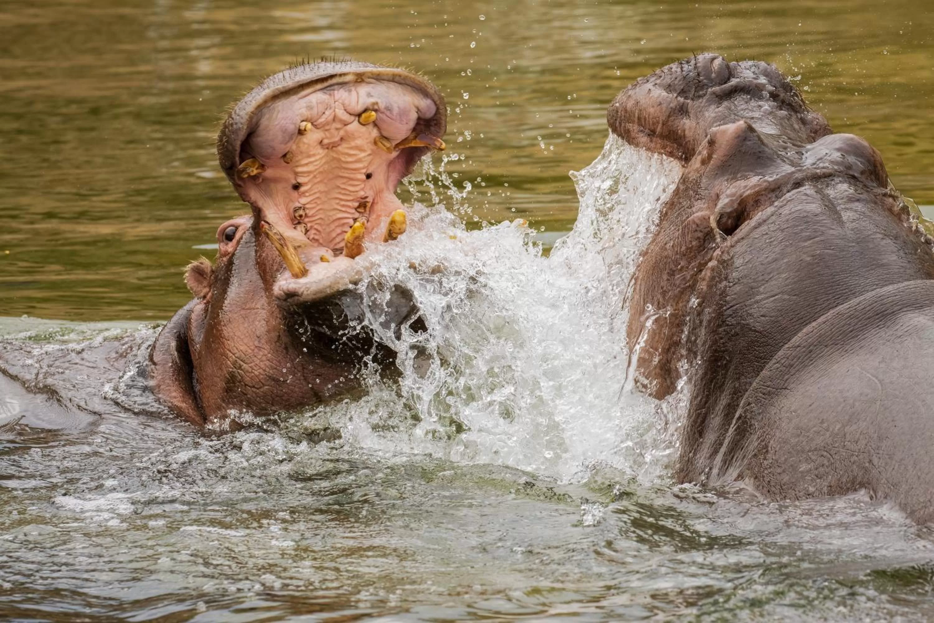 Nearby landmark, Other Animals in Emmen bed and breakfast