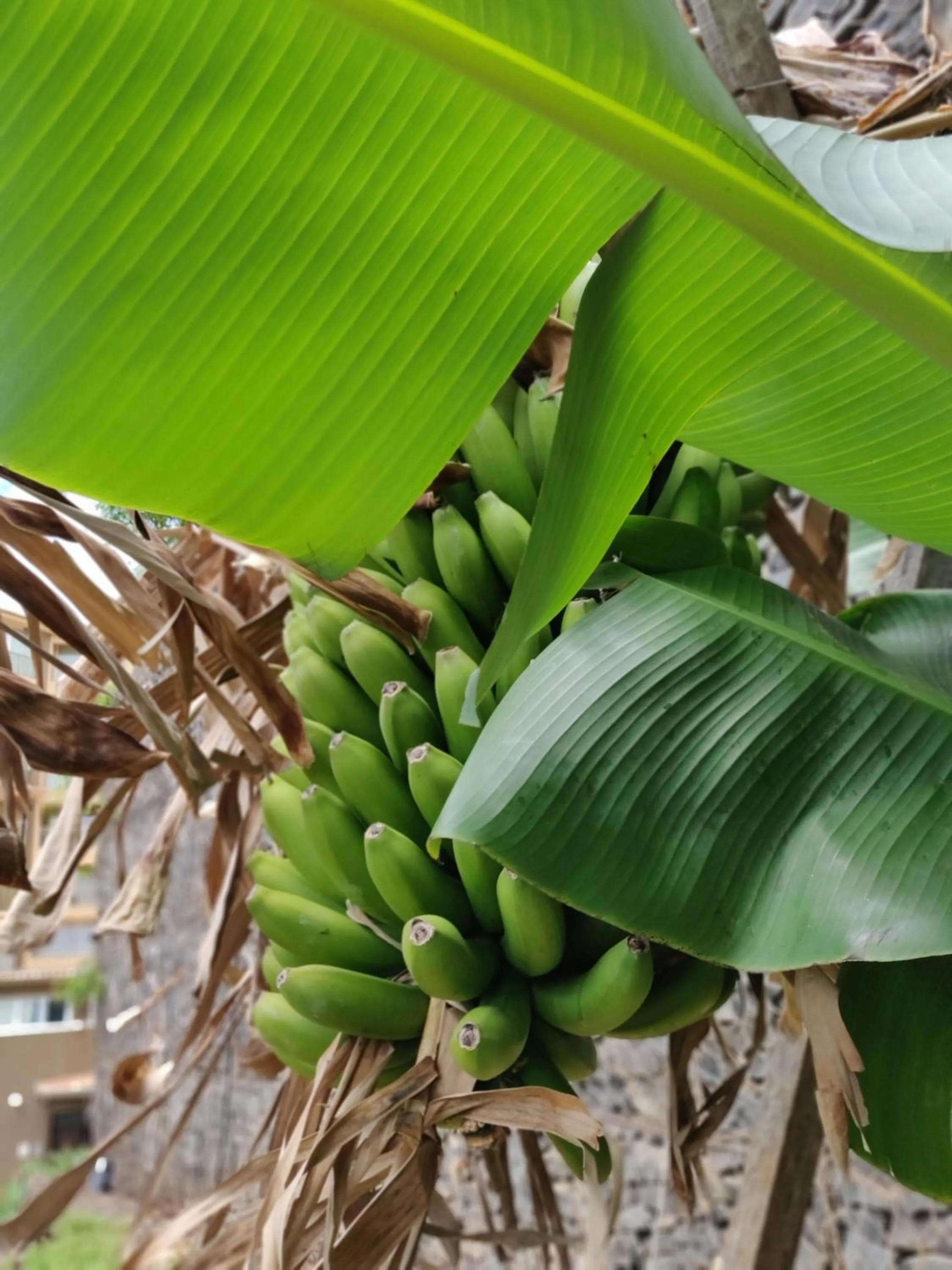 Garden in The Views Oasis