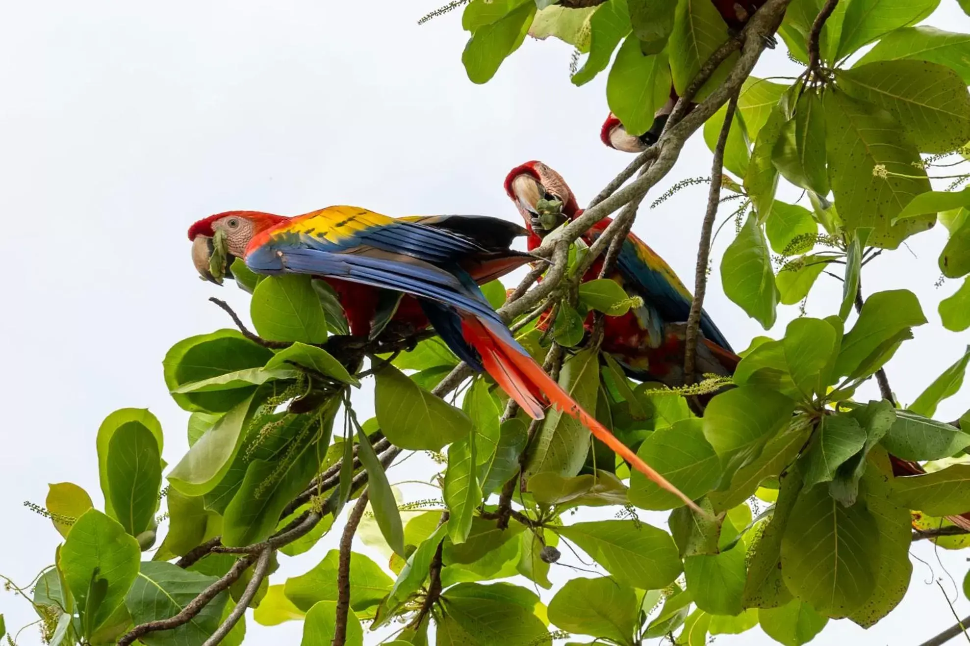 Natural landscape, Other Animals in Fuego del Sol Beachfront Hotel